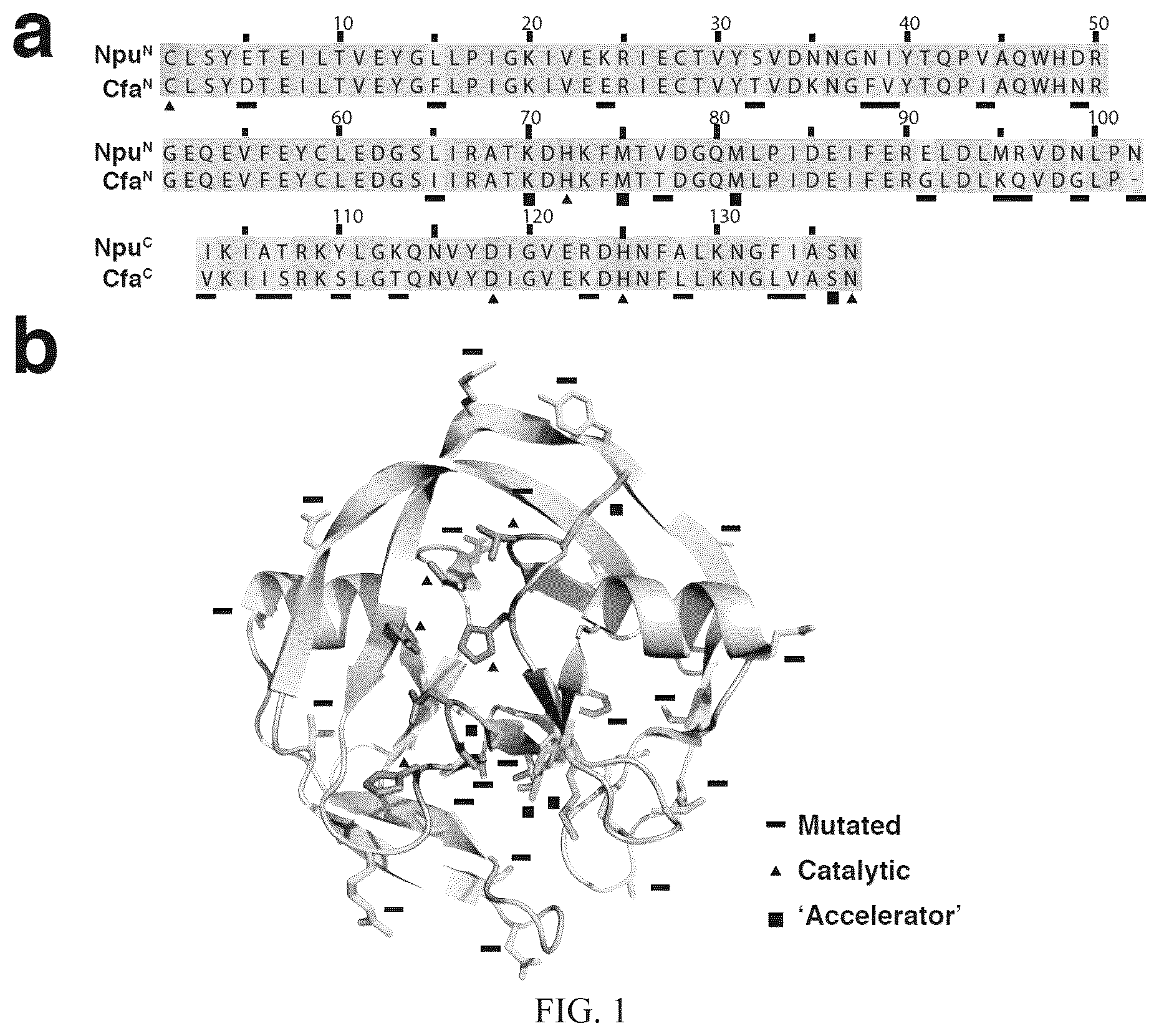 Patent US12297472 Figure 1 – Split inteins with exceptional splicing activity