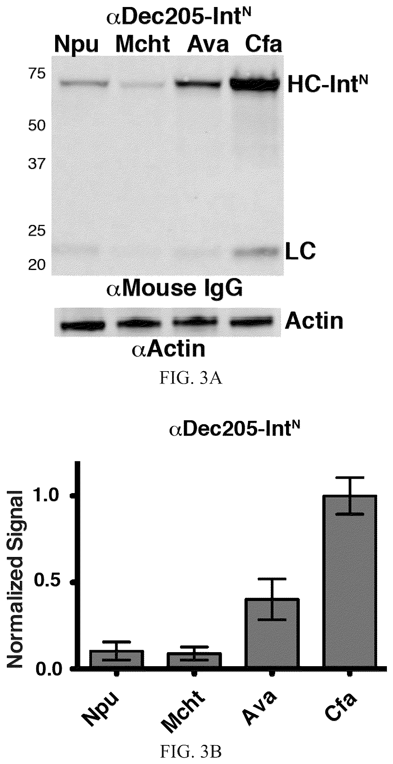 Patent US12297472 Figure 3 – Split inteins with exceptional splicing activity