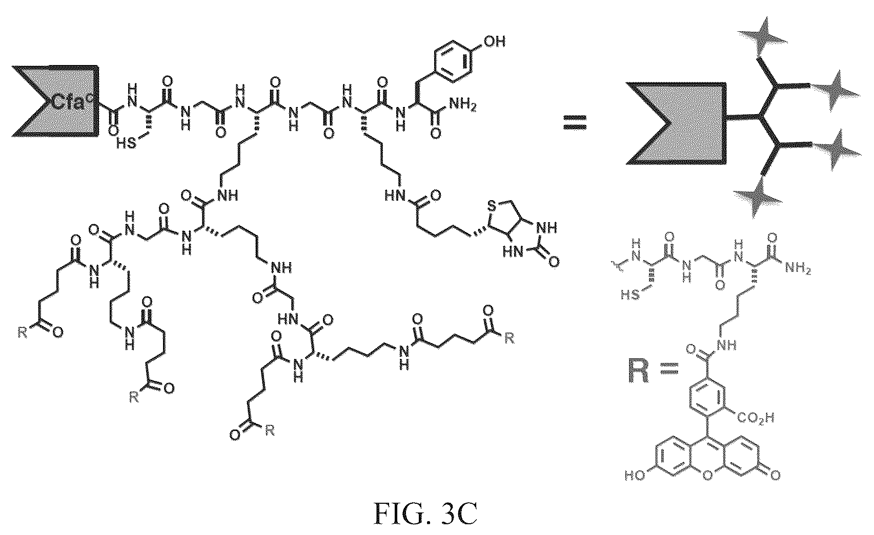 Patent US12297472 Figure 4 – Split inteins with exceptional splicing activity