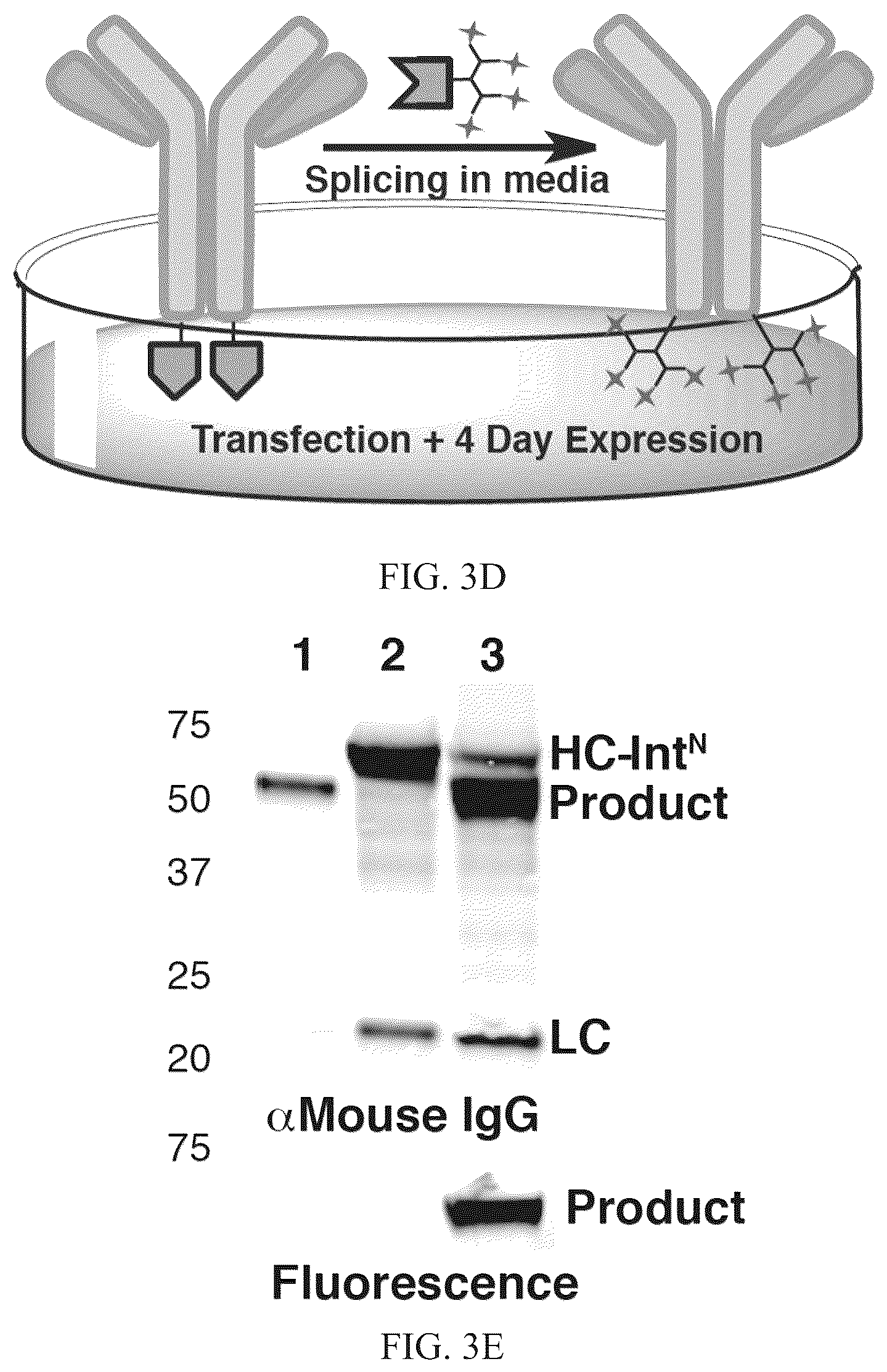 Patent US12297472 Figure 5 – Split inteins with exceptional splicing activity