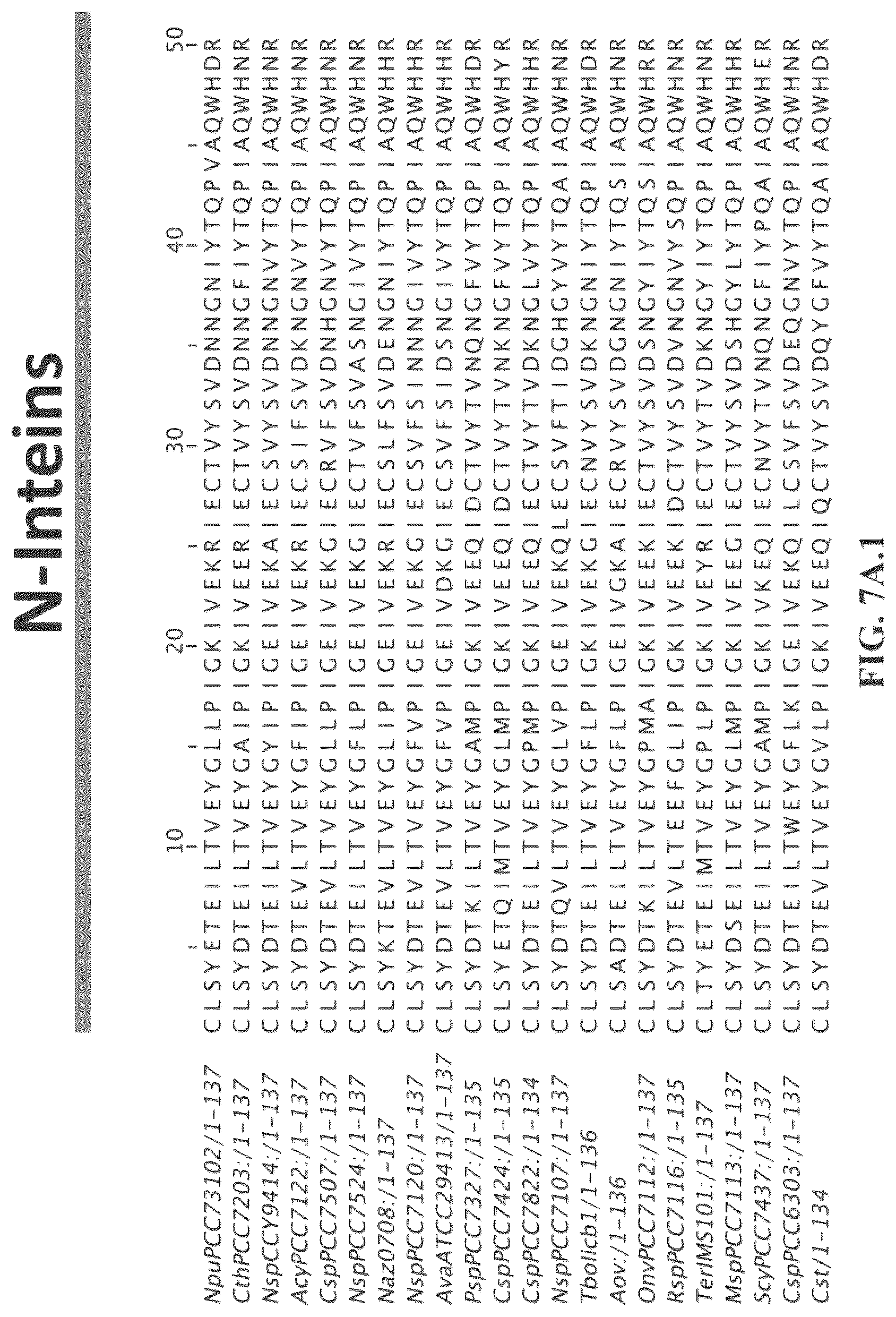 Patent US12297472 Figure 9 – Split inteins with exceptional splicing activity