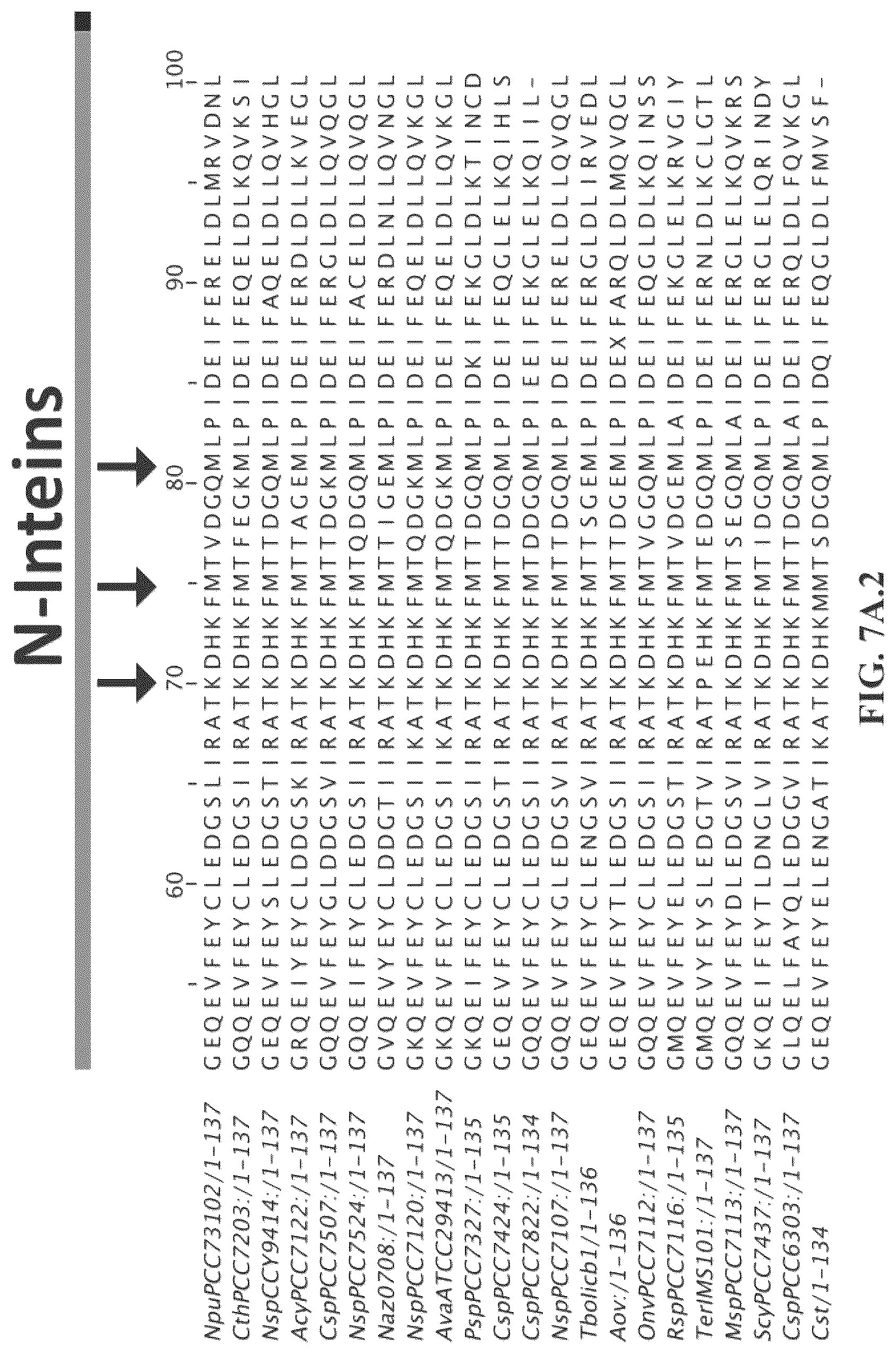 Patent US12297472 Figure 10 – Split inteins with exceptional splicing activity