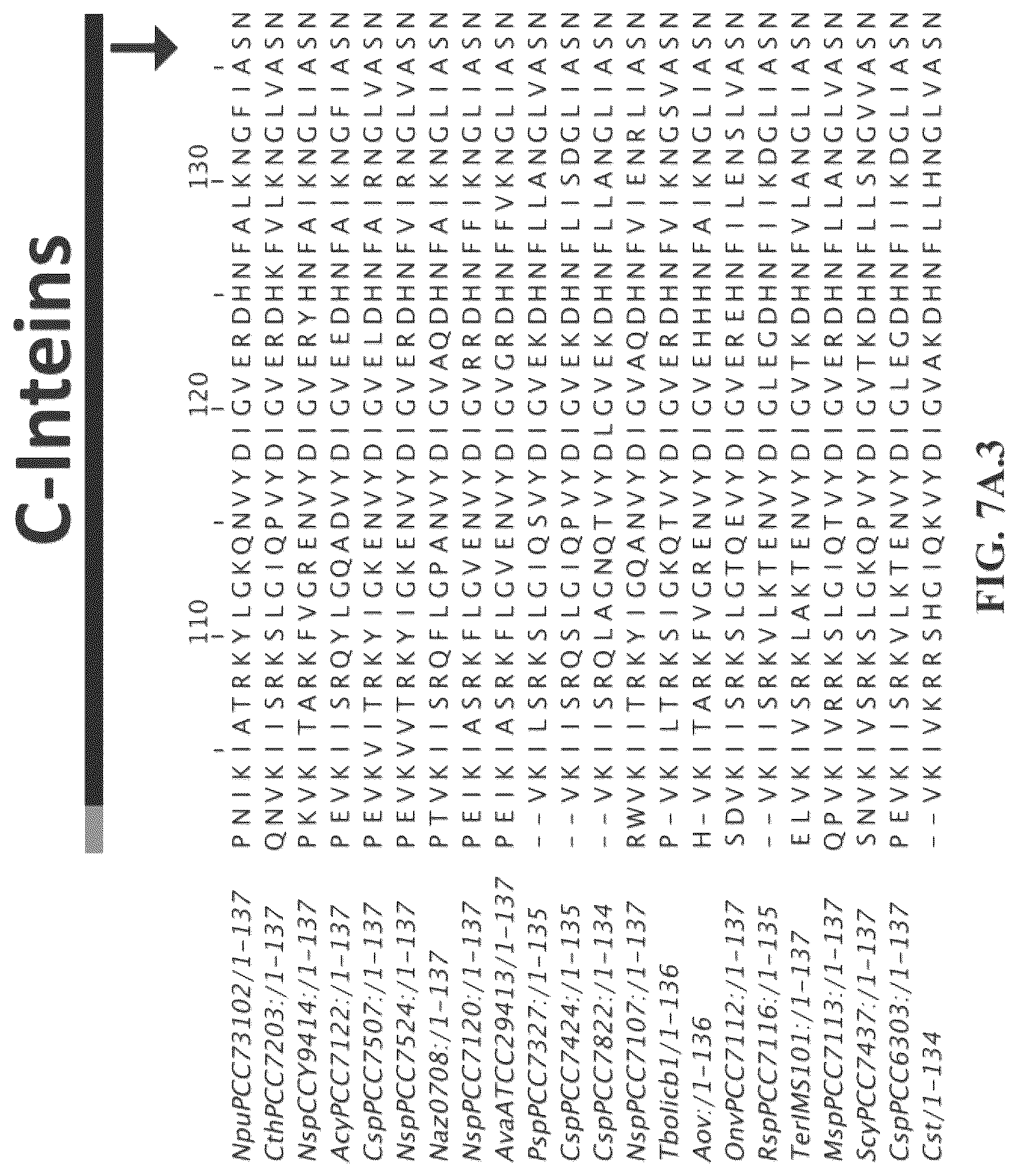 Patent US12297472 Figure 11 – Split inteins with exceptional splicing activity