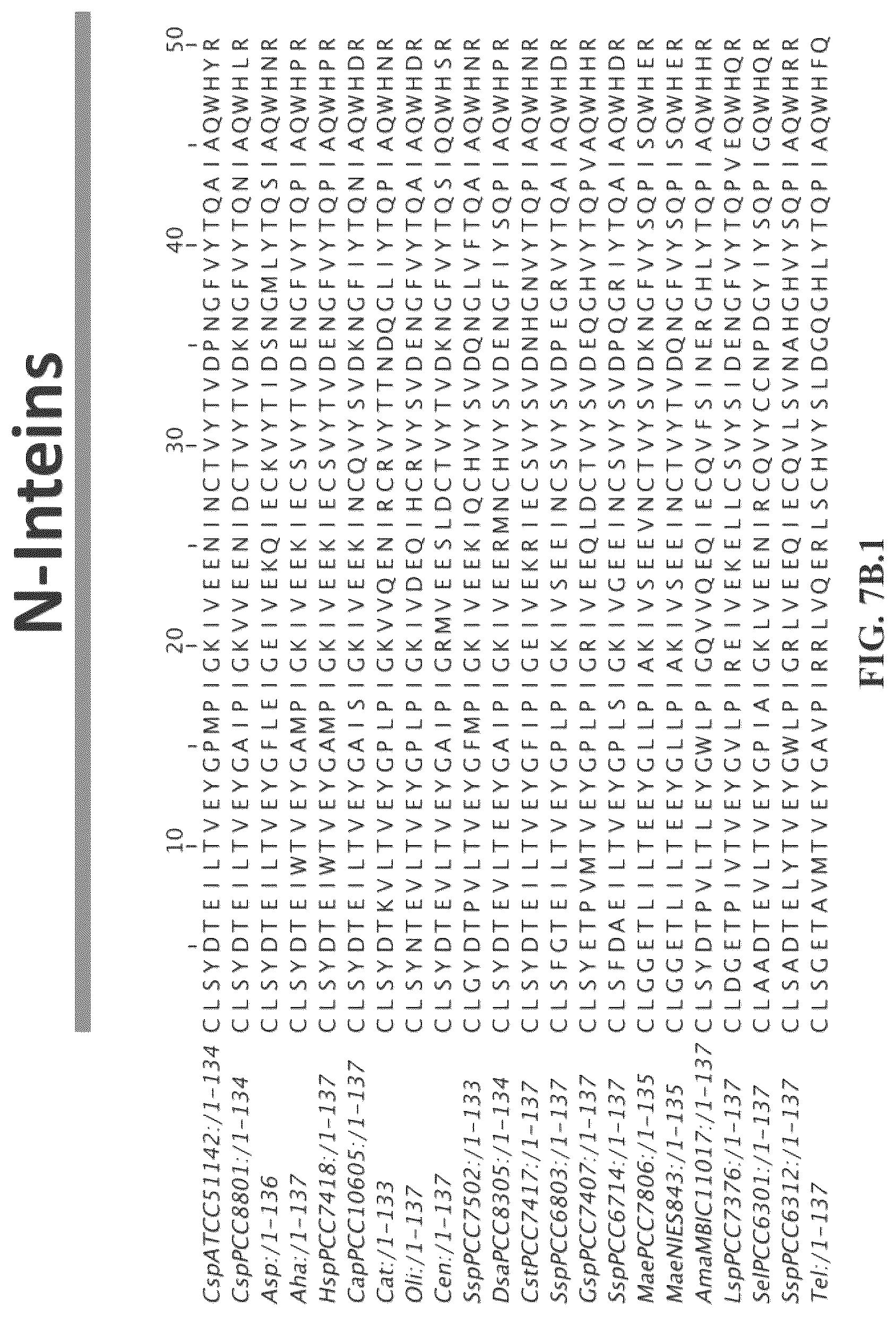 Patent US12297472 Figure 12 – Split inteins with exceptional splicing activity