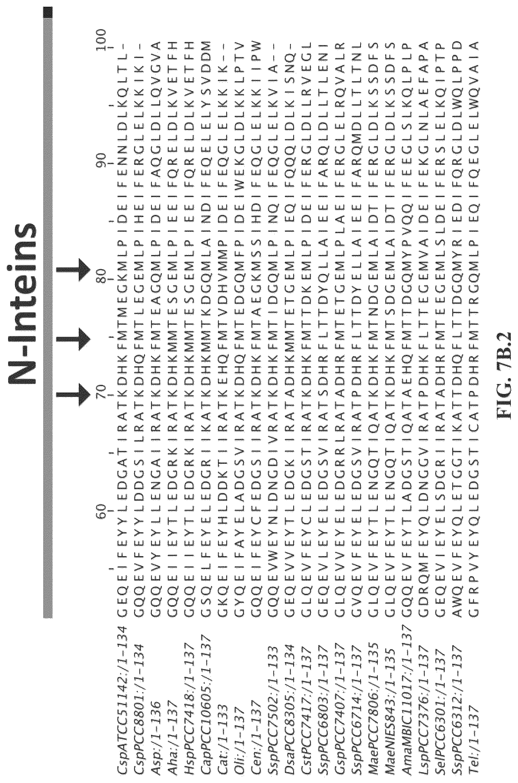 Patent US12297472 Figure 13 – Split inteins with exceptional splicing activity