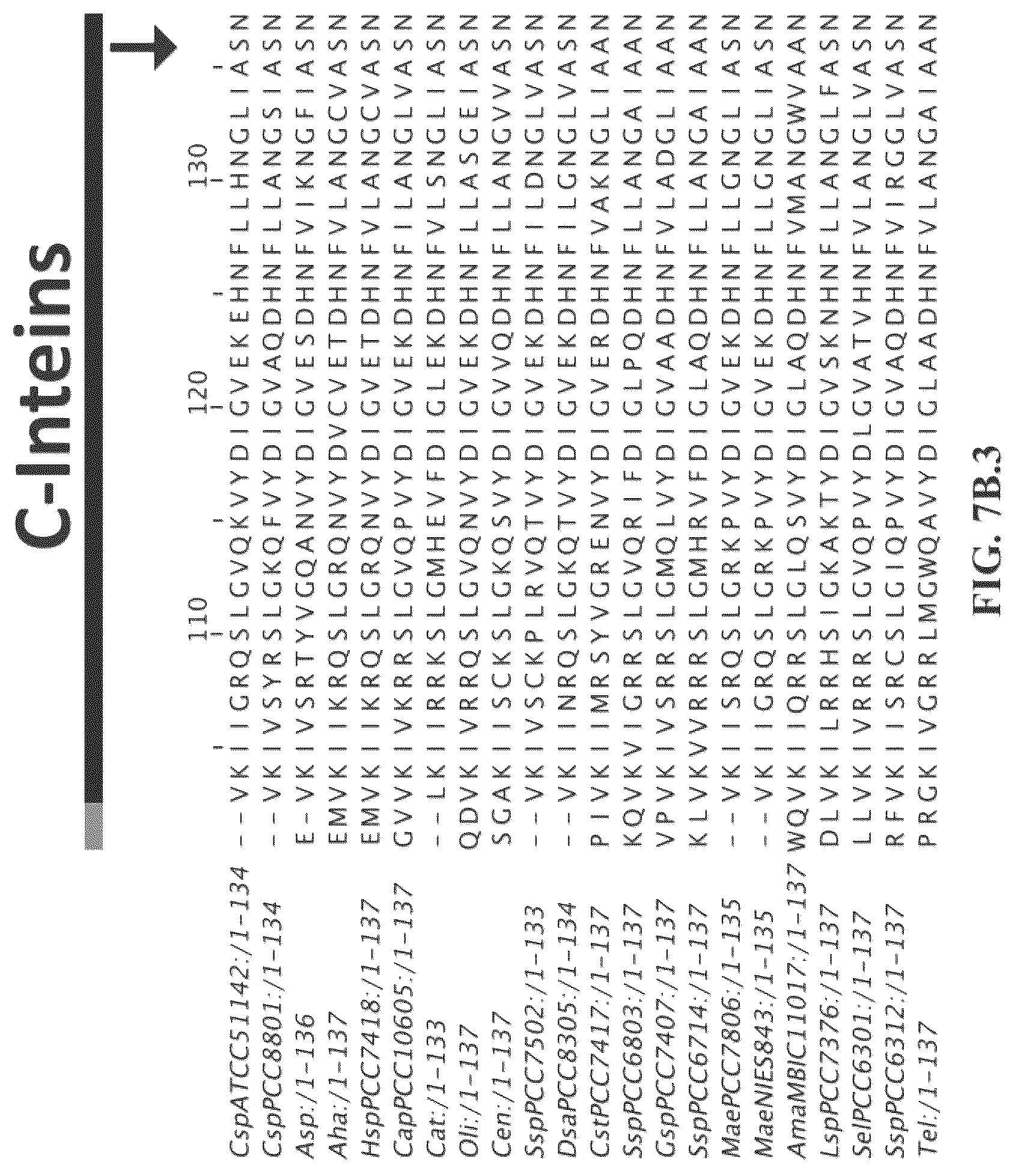 Patent US12297472 Figure 14 – Split inteins with exceptional splicing activity