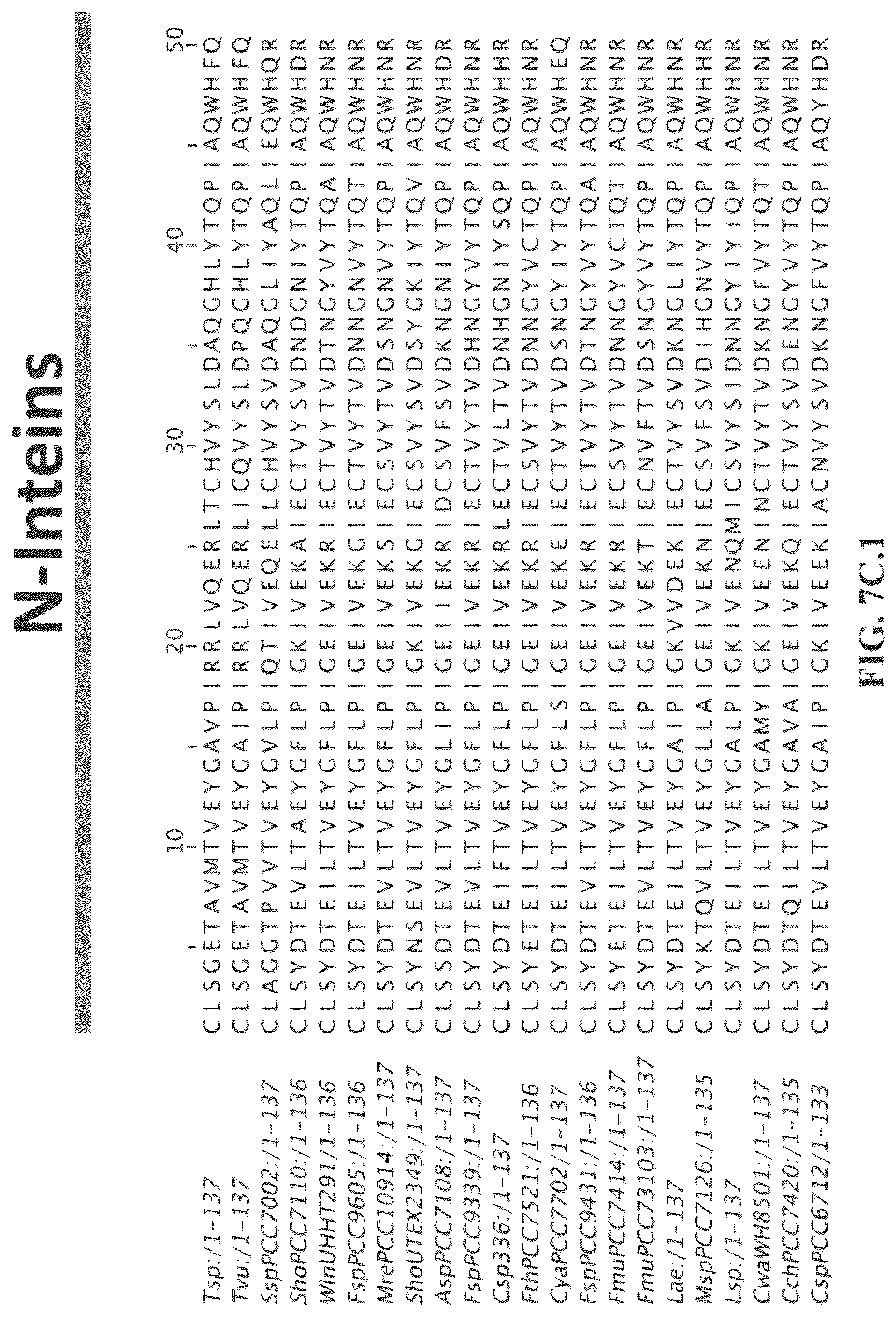 Patent US12297472 Figure 15 – Split inteins with exceptional splicing activity