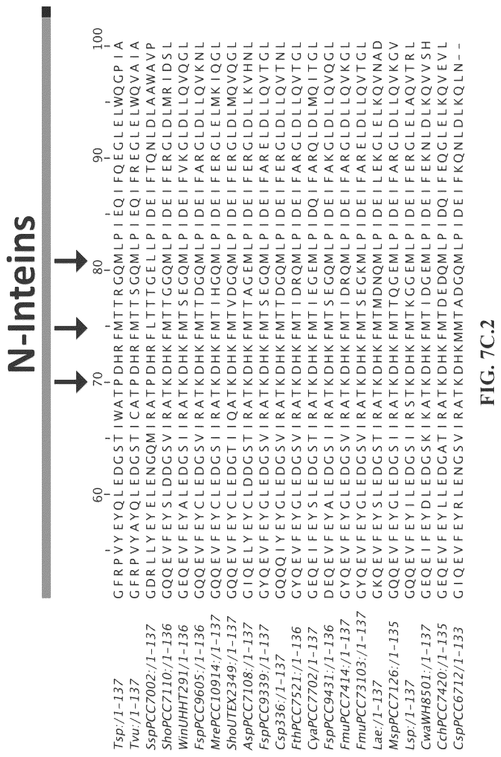 Patent US12297472 Figure 16 – Split inteins with exceptional splicing activity