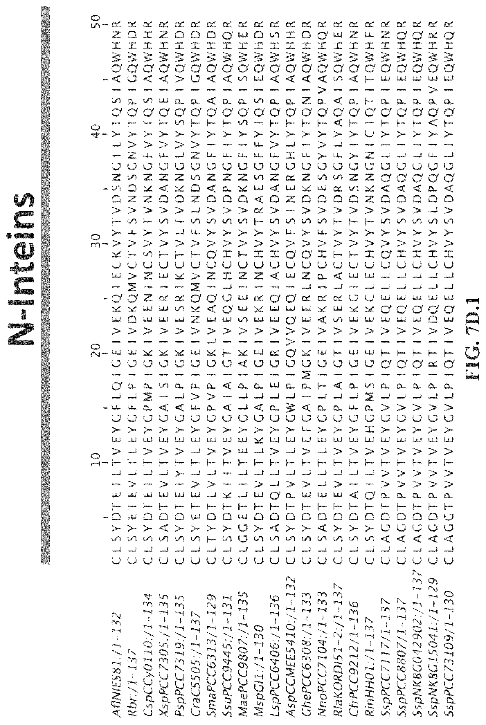 Patent US12297472 Figure 18 – Split inteins with exceptional splicing activity