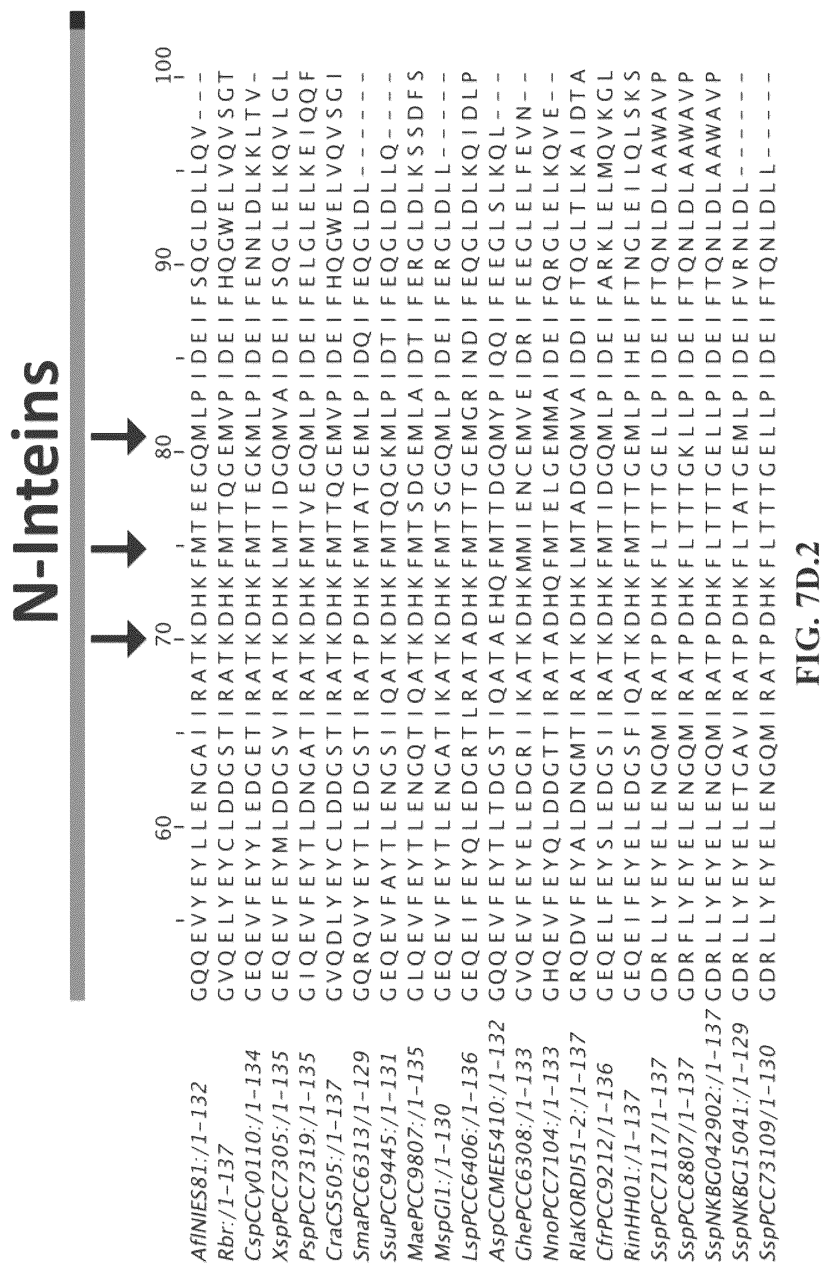 Patent US12297472 Figure 19 – Split inteins with exceptional splicing activity