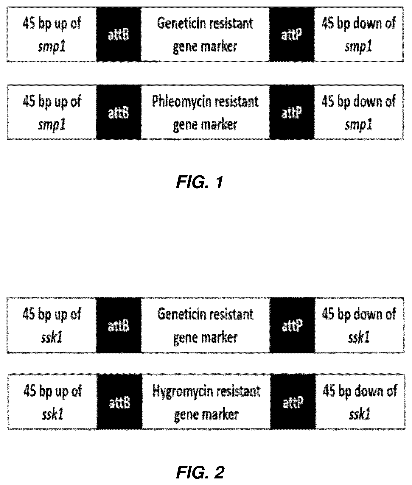 Patent US12297478 Figure 1 – Industrially useful strains of yeast