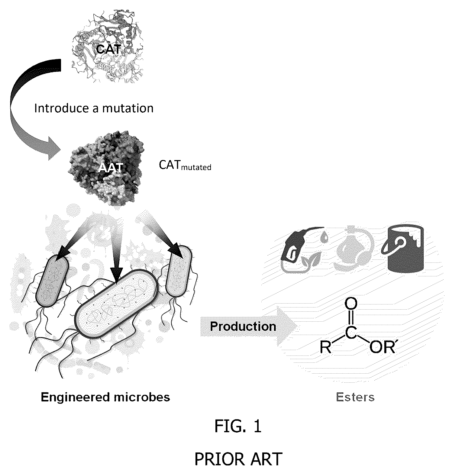 Patent US12297480 — Methods for producing designer esters and assessing alcohol acyltransferase specificity for ester biosynthesis — Figure 1