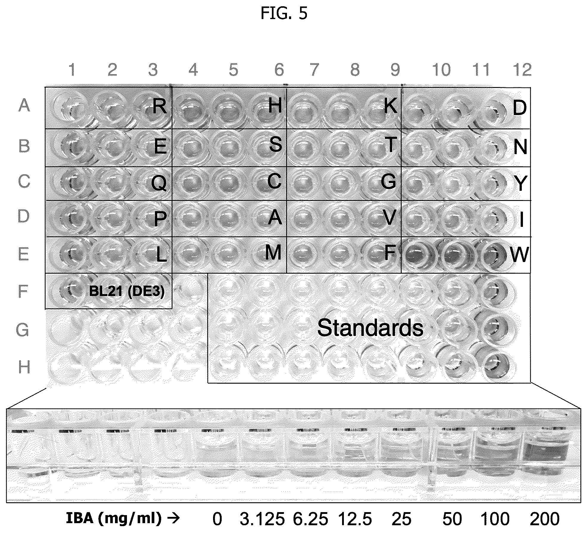 Patent US12297480 Figure 4 – Methods for producing designer esters and assessing alcohol acyltransferase specificity for ester biosynthesis