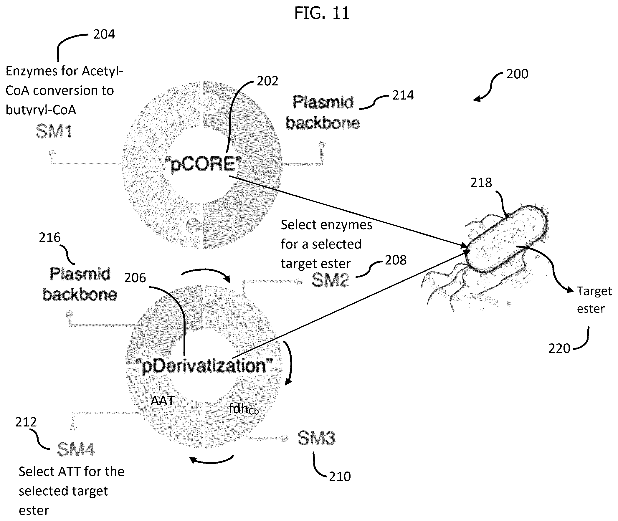 Patent US12297480 Figure 10 – Methods for producing designer esters and assessing alcohol acyltransferase specificity for ester biosynthesis