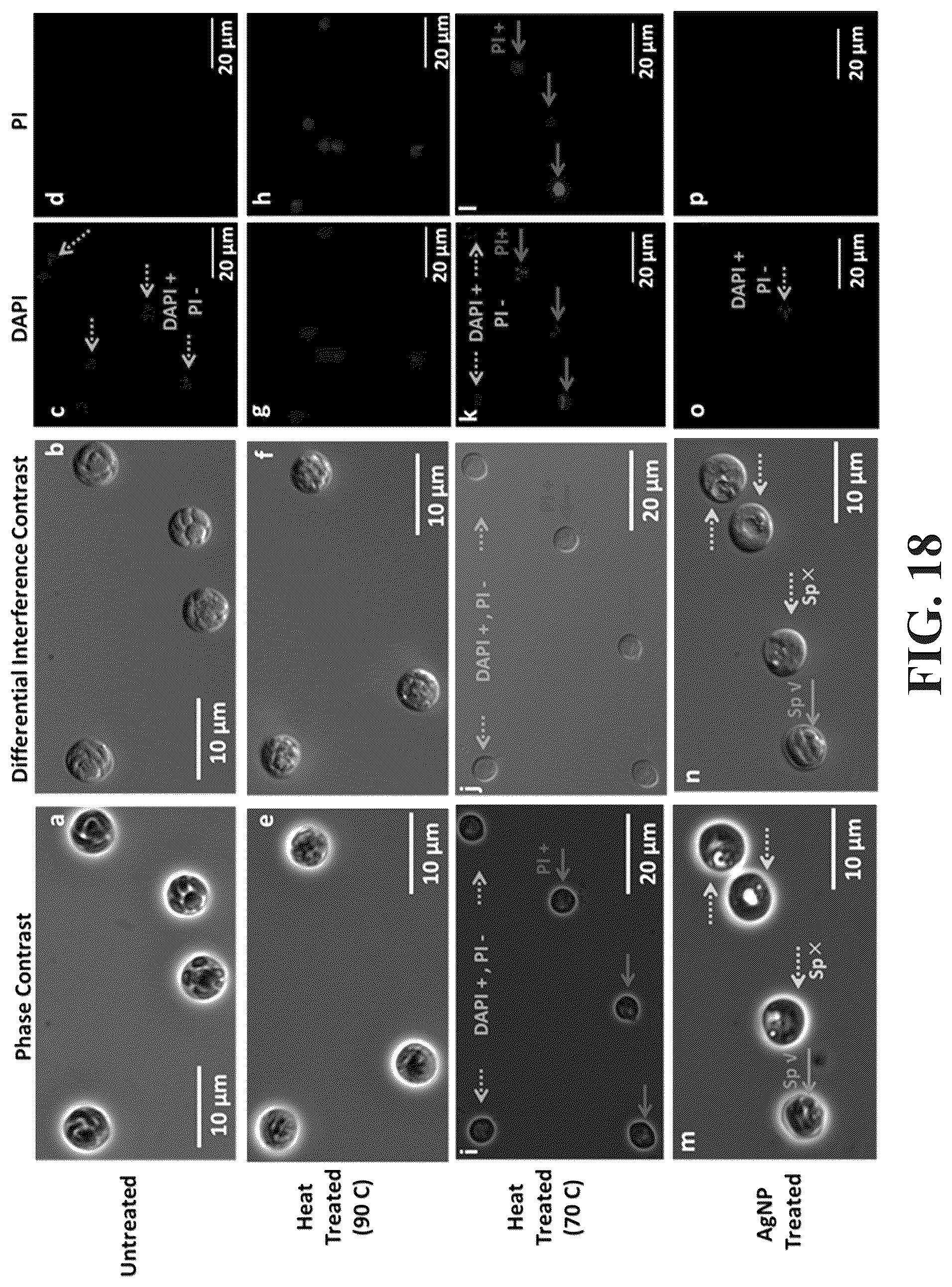 Patent US12297481 Figure 20 – Amplifier system and controls for dielectrophoretic tracking in microfluidic devices