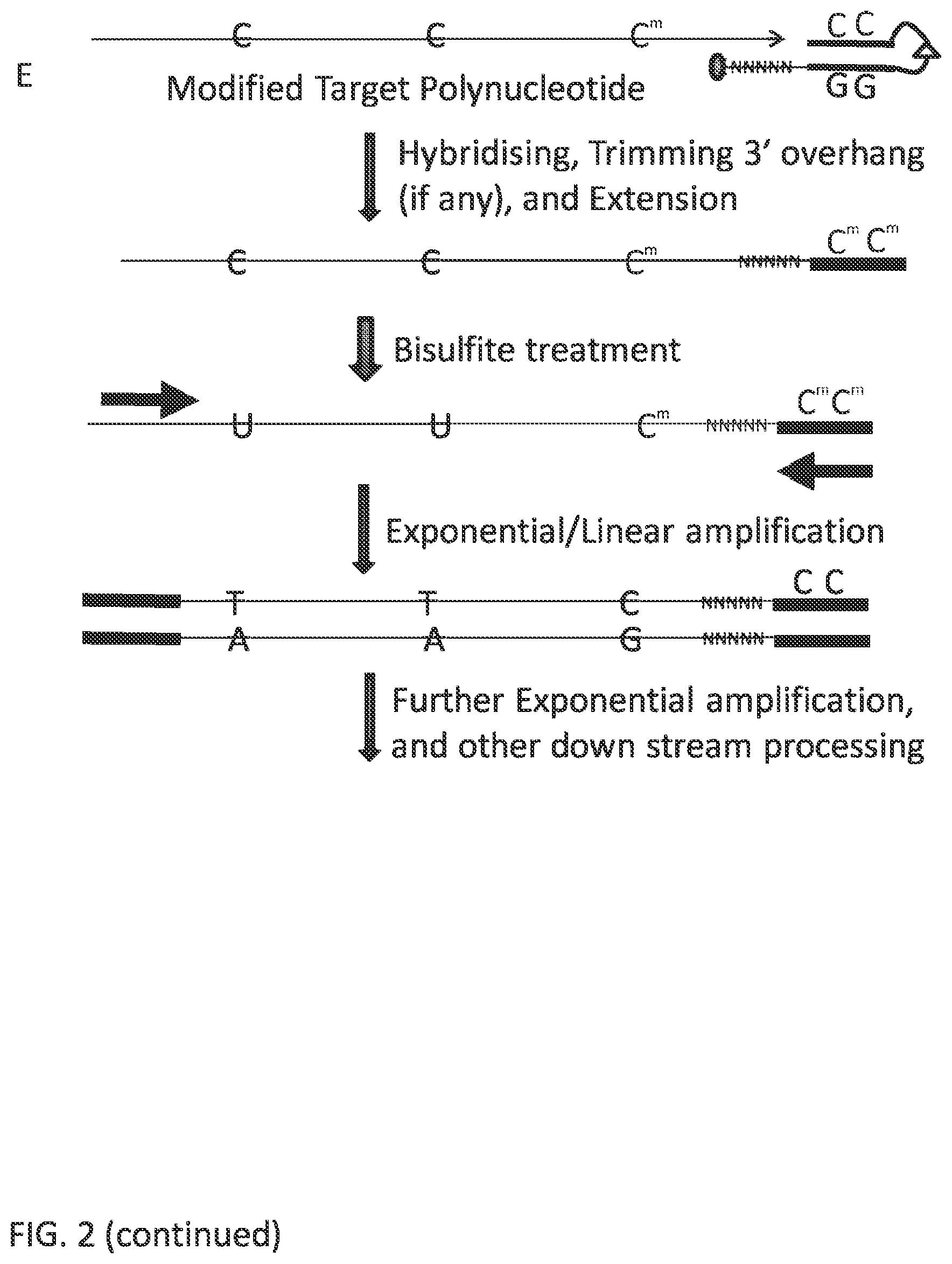 Patent US12297484 Figure 7 – Methods, compositions, and kits for preparing nucleic acid libraries