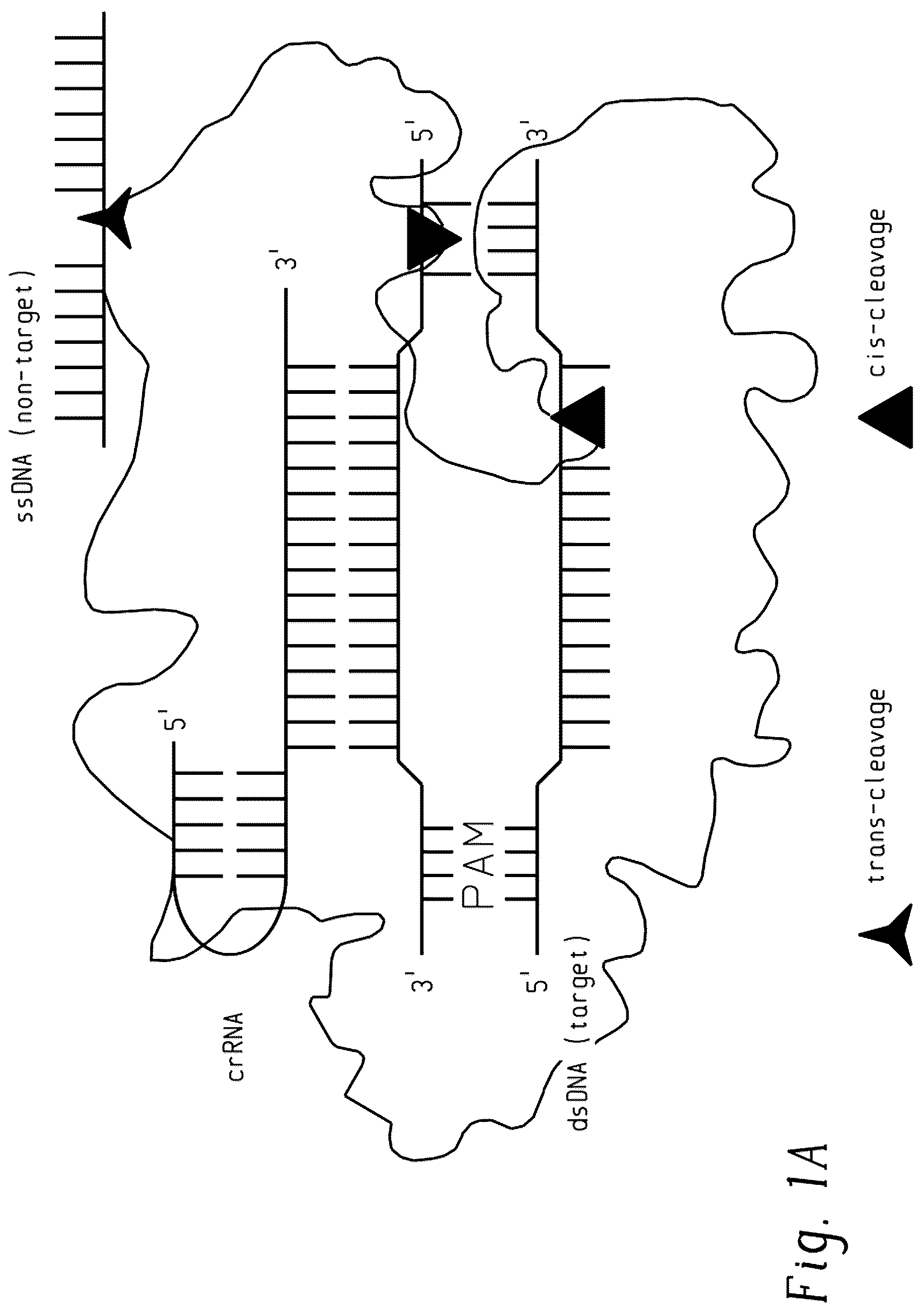 Patent US12297485 Figure 1 – 
