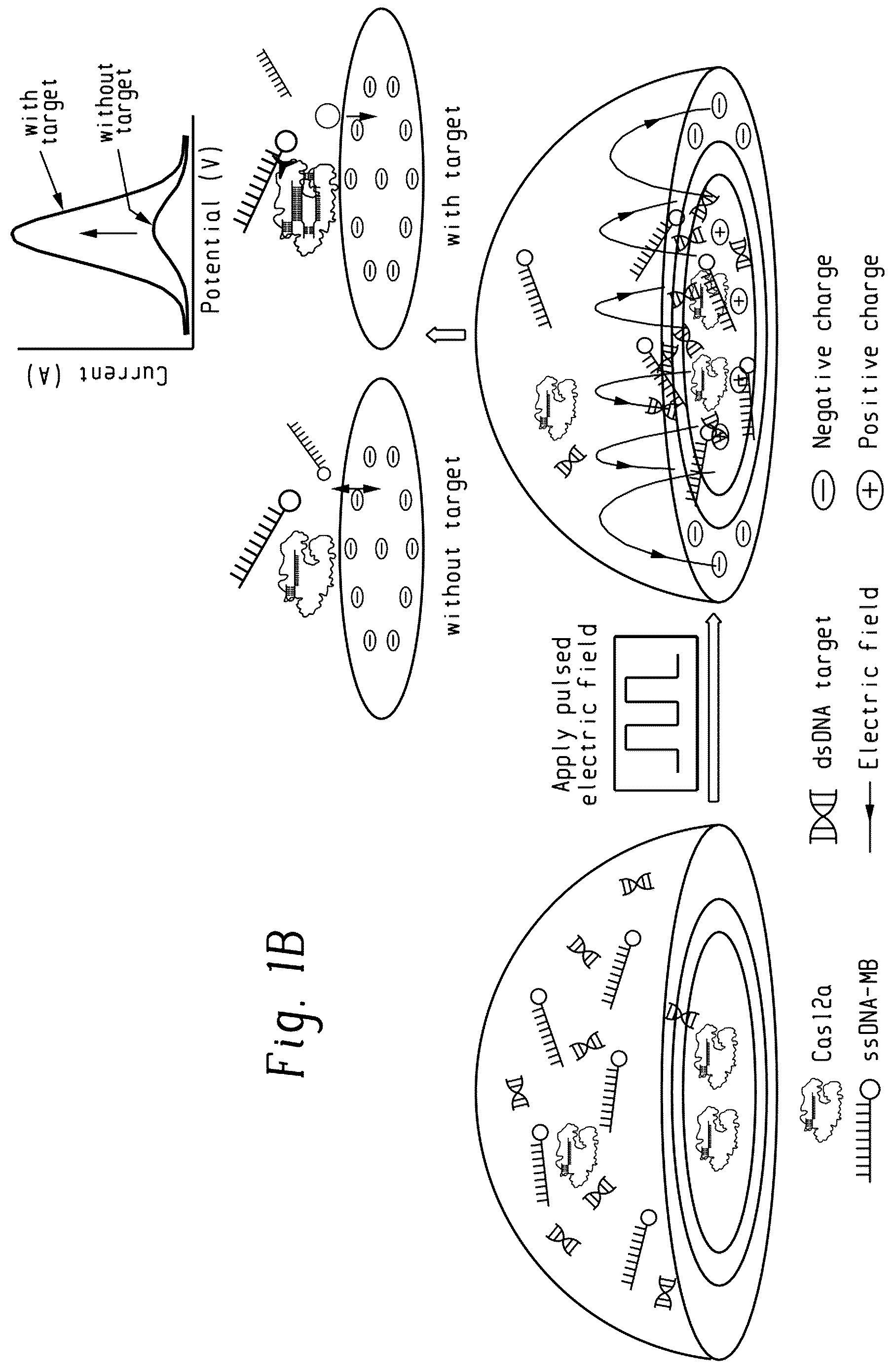 Patent US12297485 Figure 2 – 