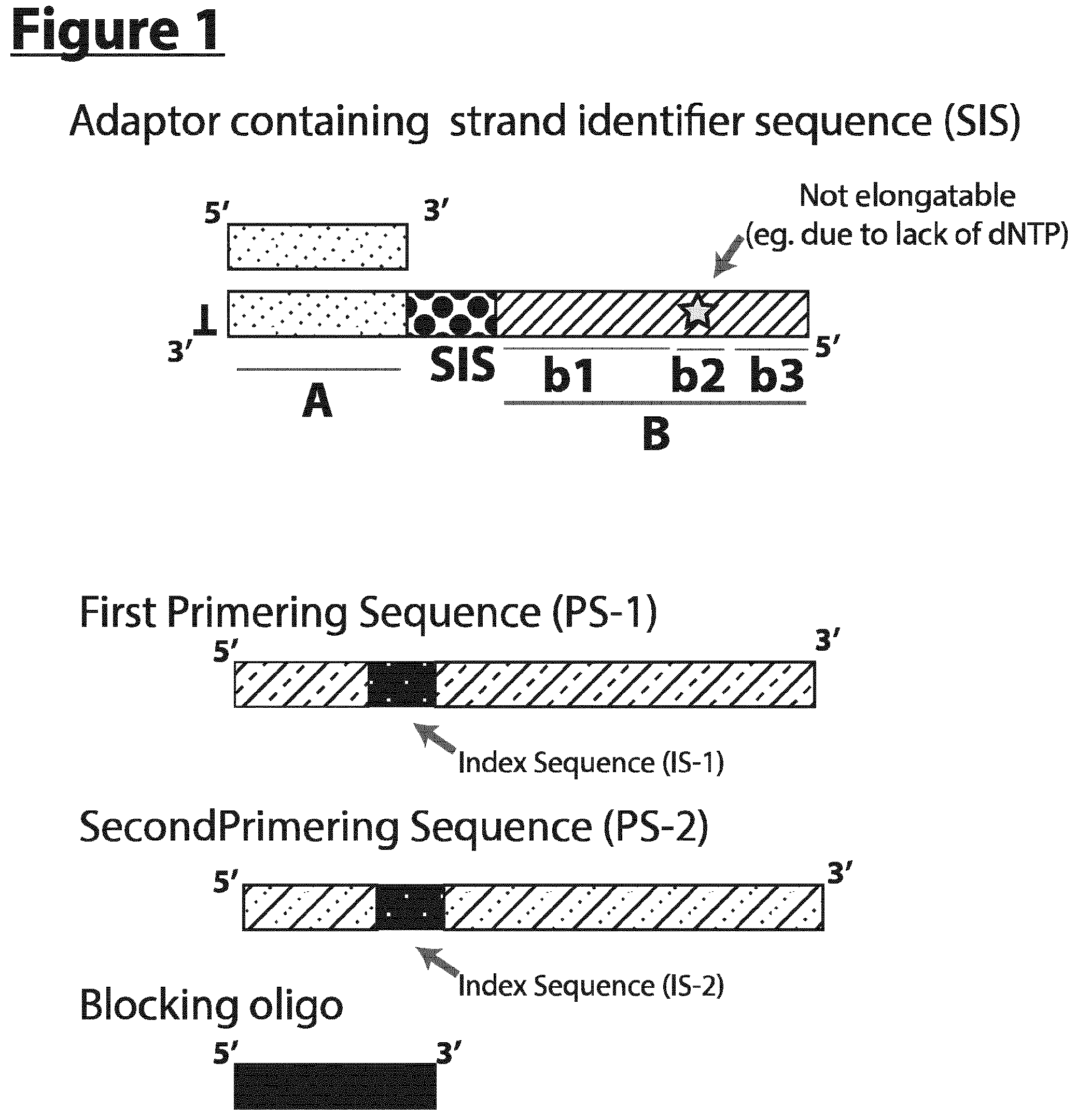 Patent US12297490 Figure 1 – Methods for asymmetric DNA library generation and optionally integrated duplex sequencing