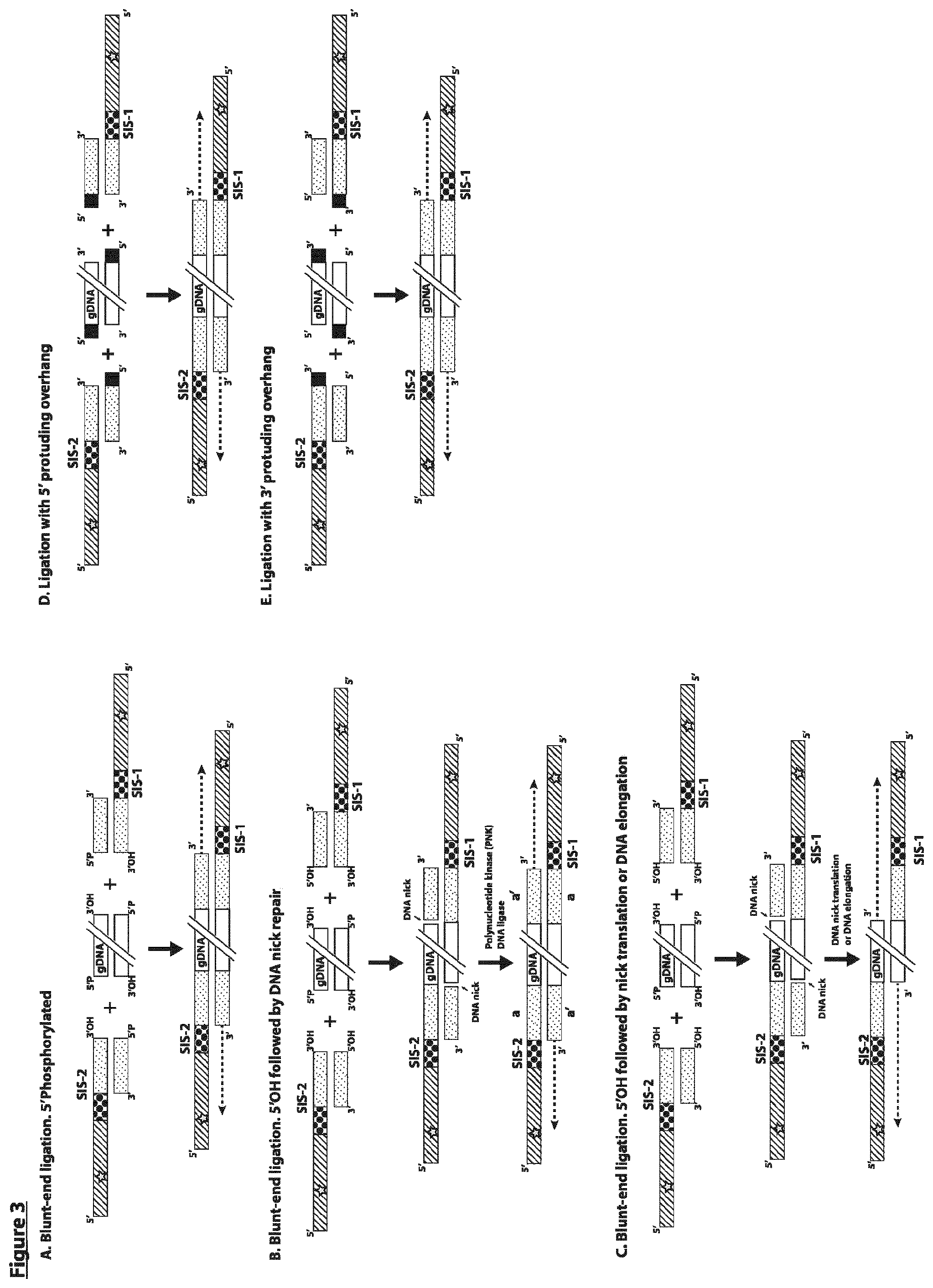 Patent US12297490 Figure 3 – Methods for asymmetric DNA library generation and optionally integrated duplex sequencing