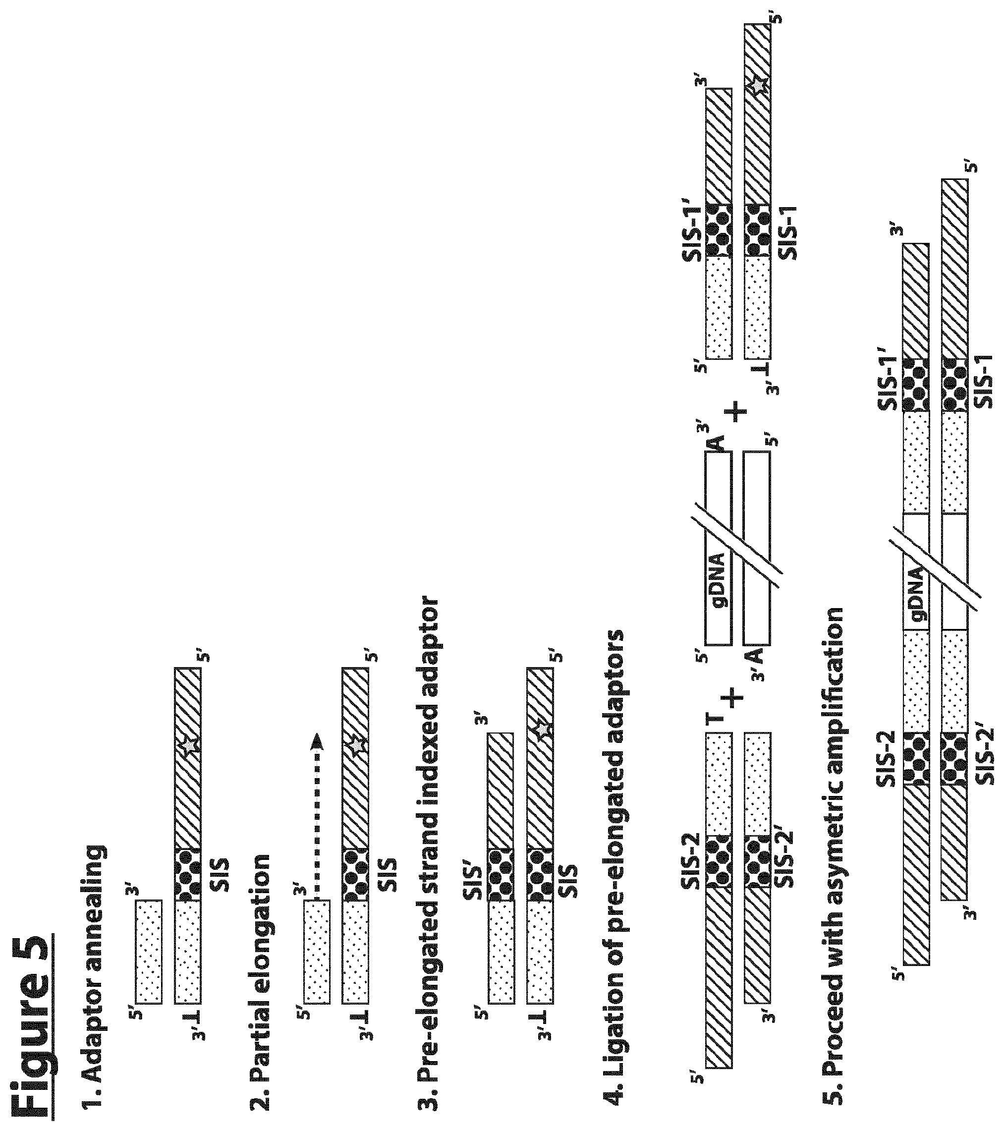 Patent US12297490 Figure 5 – Methods for asymmetric DNA library generation and optionally integrated duplex sequencing