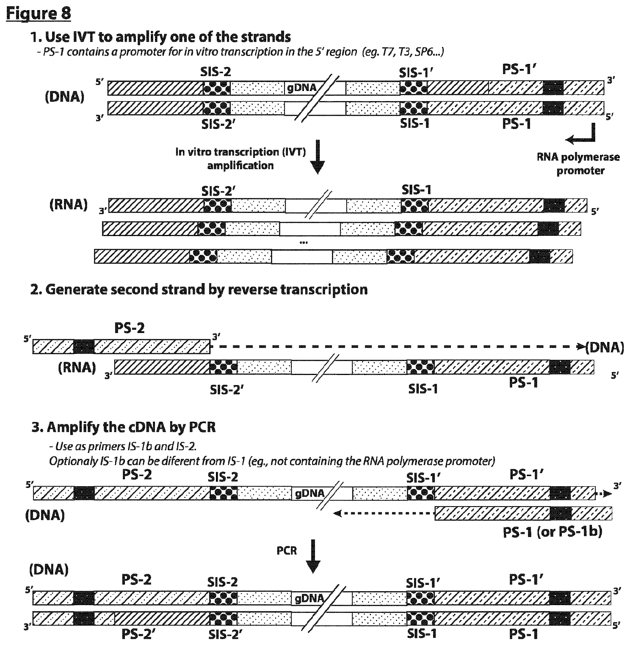 Patent US12297490 Figure 8 – Methods for asymmetric DNA library generation and optionally integrated duplex sequencing