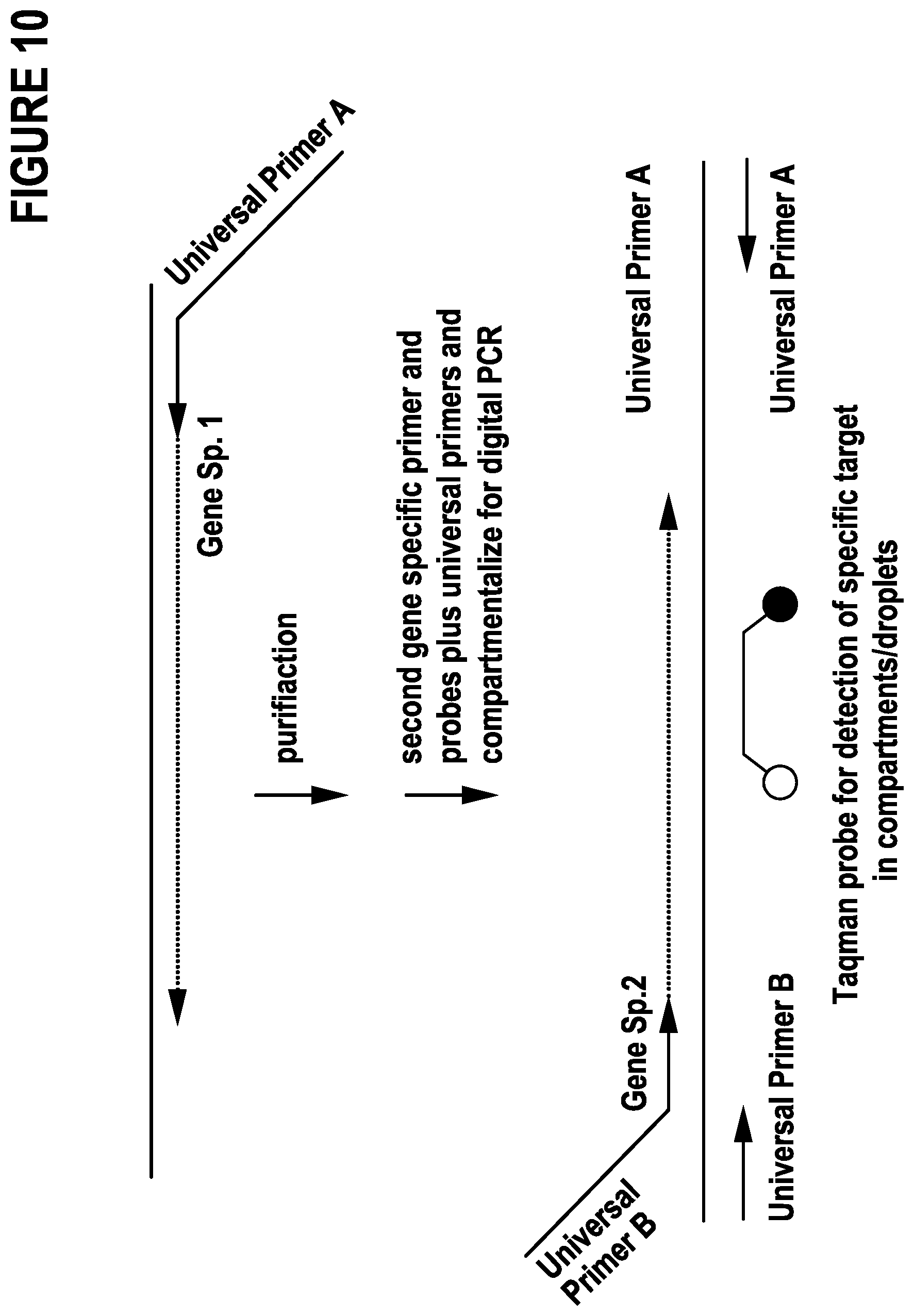 Patent US12297491 Figure 10 – Primer extension target enrichment and improvements thereto including simultaneous enrichment of DNA and RNA