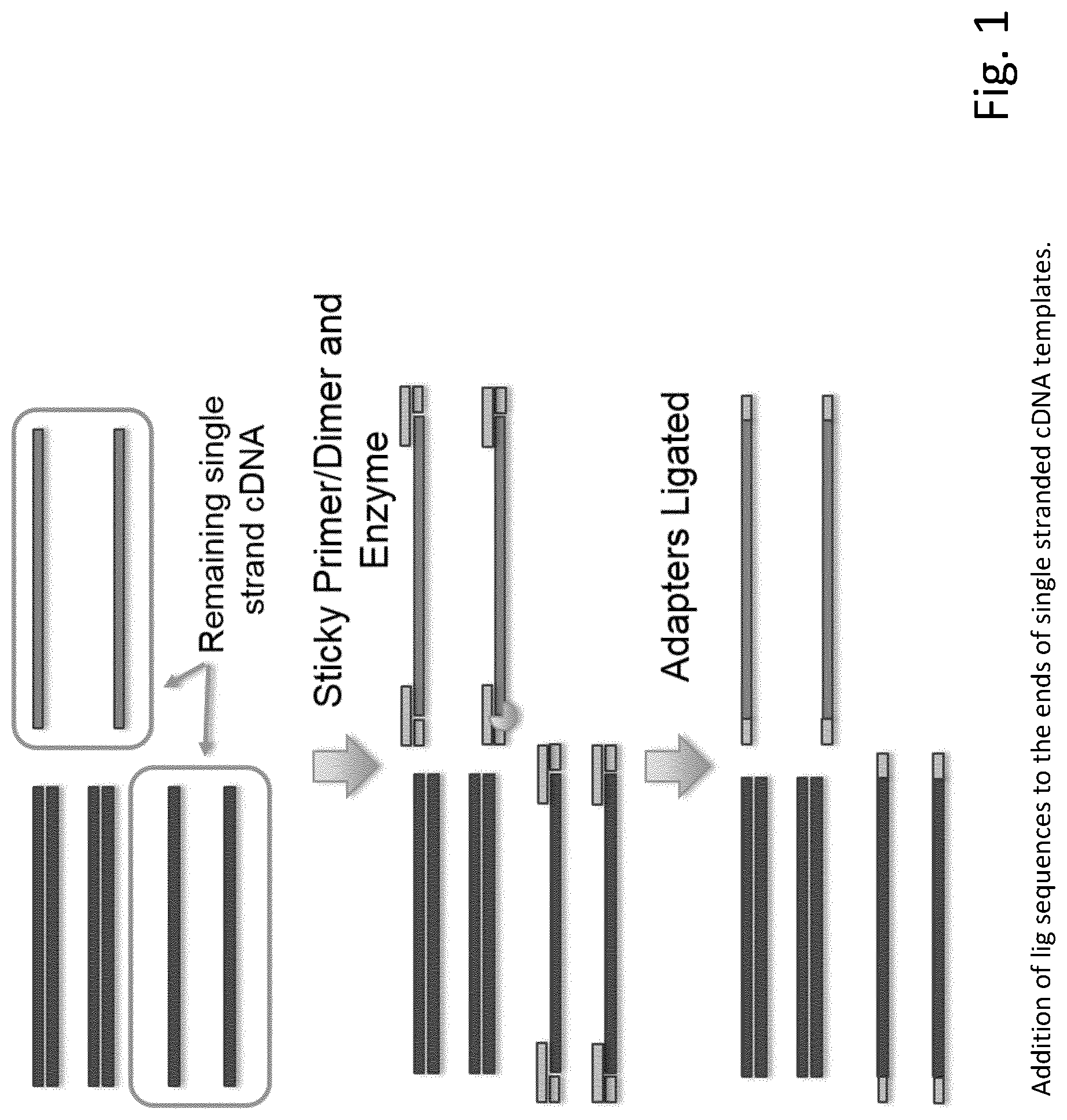 Patent US12297492 — Amplification of single stranded DNA — Figure 1