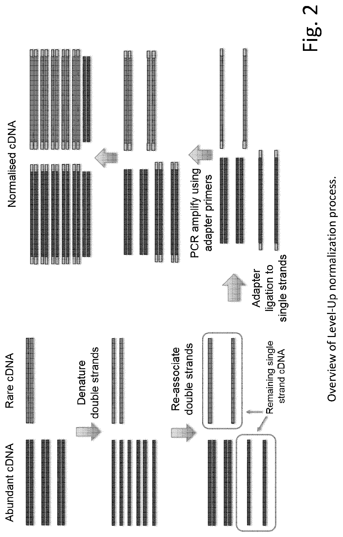 Patent US12297492 Figure 2 – Amplification of single stranded DNA