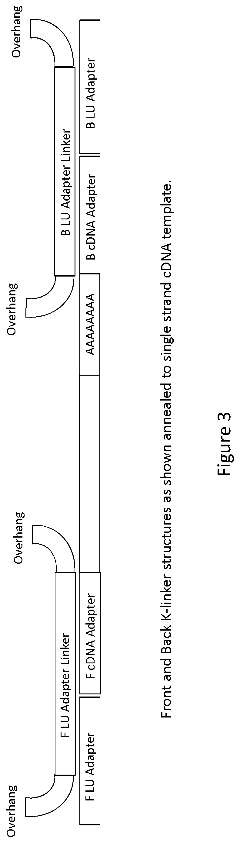 Patent US12297492 Figure 3 – Amplification of single stranded DNA