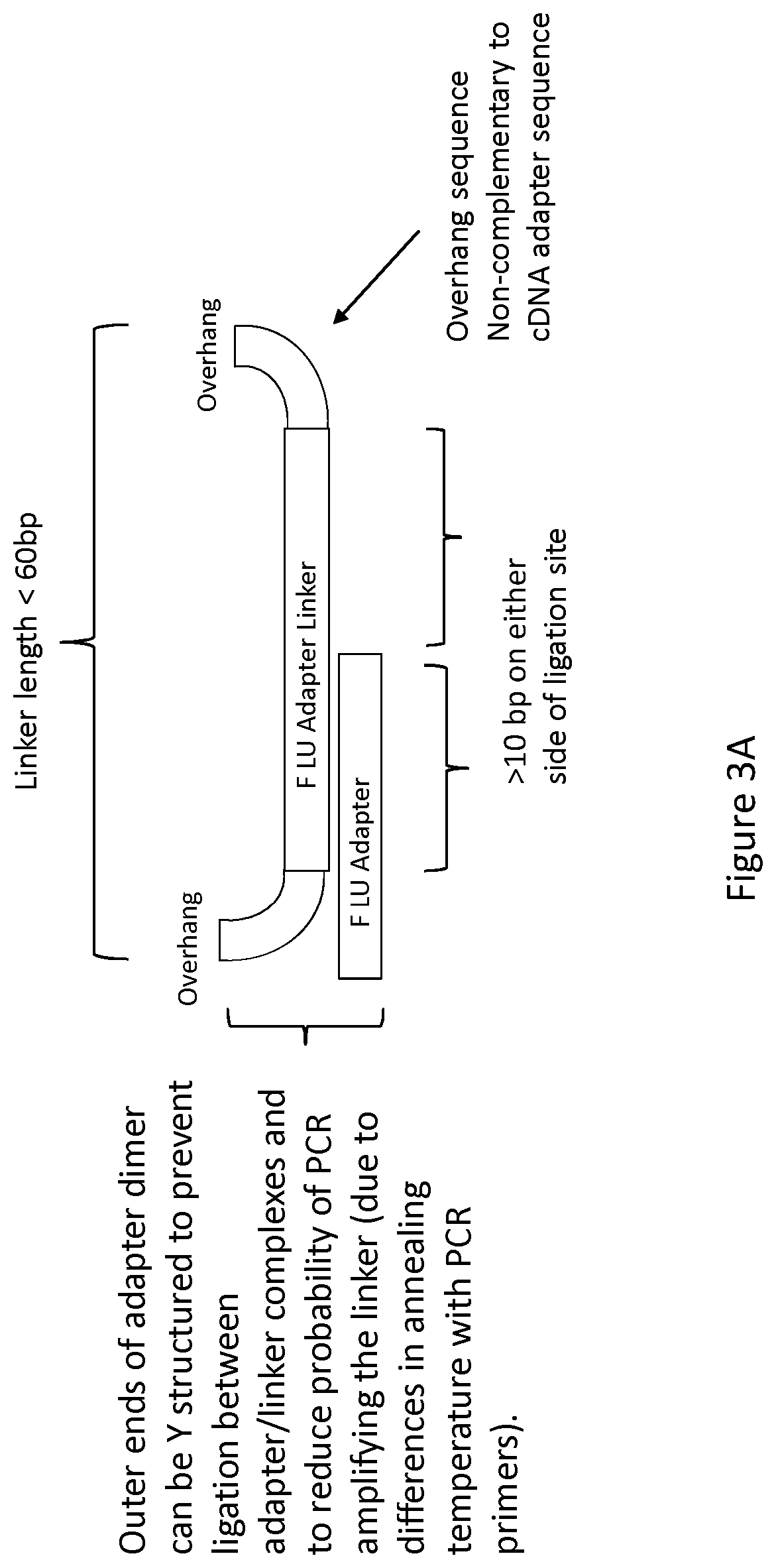 Patent US12297492 Figure 4 – Amplification of single stranded DNA