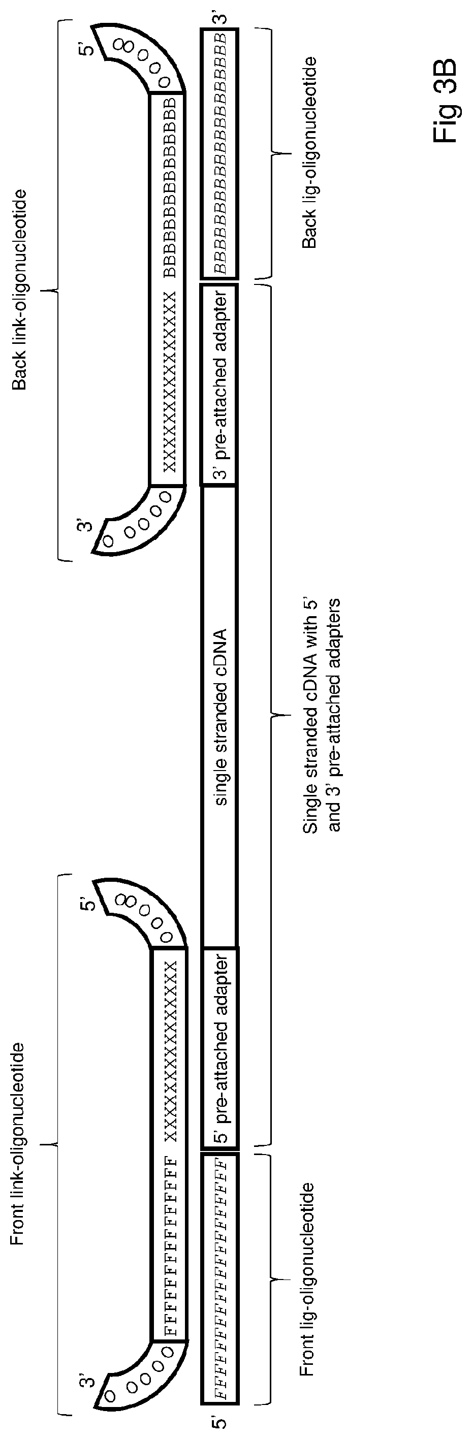 Patent US12297492 Figure 5 – Amplification of single stranded DNA