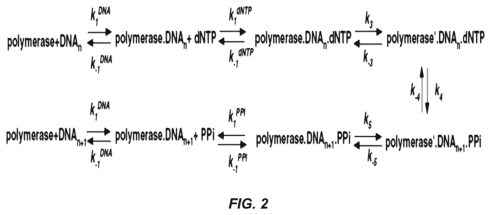 Patent US12297498 Figure 2 – Conformational probes and methods for sequencing nucleic acids