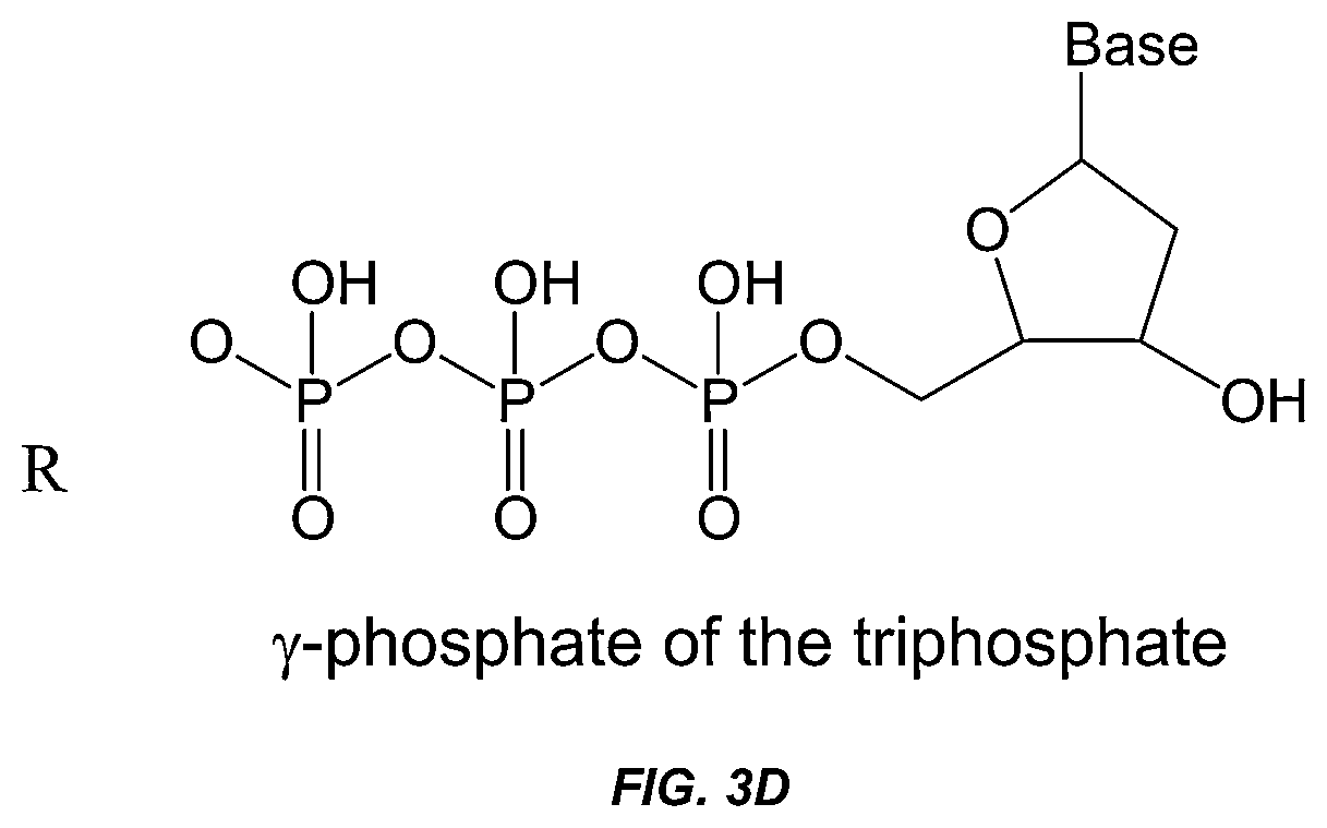 Patent US12297498 Figure 4 – Conformational probes and methods for sequencing nucleic acids