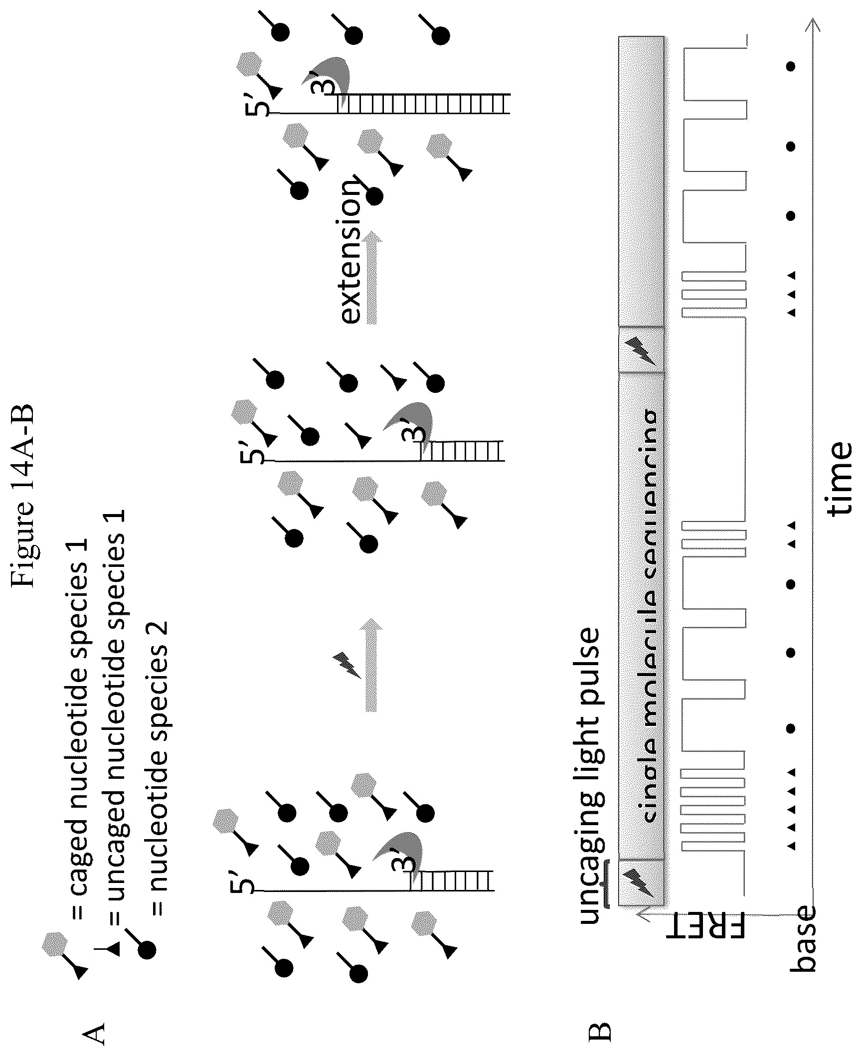 Patent US12297498 Figure 14 – Conformational probes and methods for sequencing nucleic acids