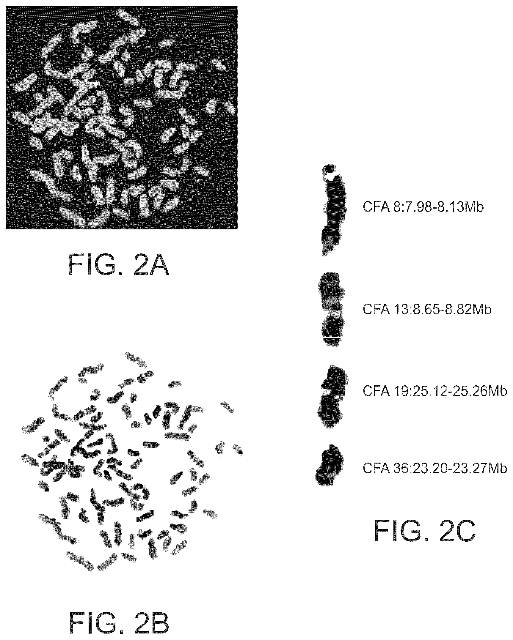Patent US12297504 Figure 4 – Chromosomal assessment to diagnose urogenital malignancy in dogs