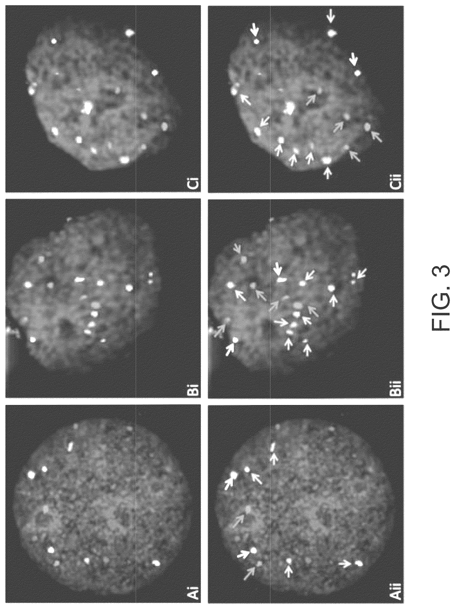 Patent US12297504 Figure 5 – Chromosomal assessment to diagnose urogenital malignancy in dogs