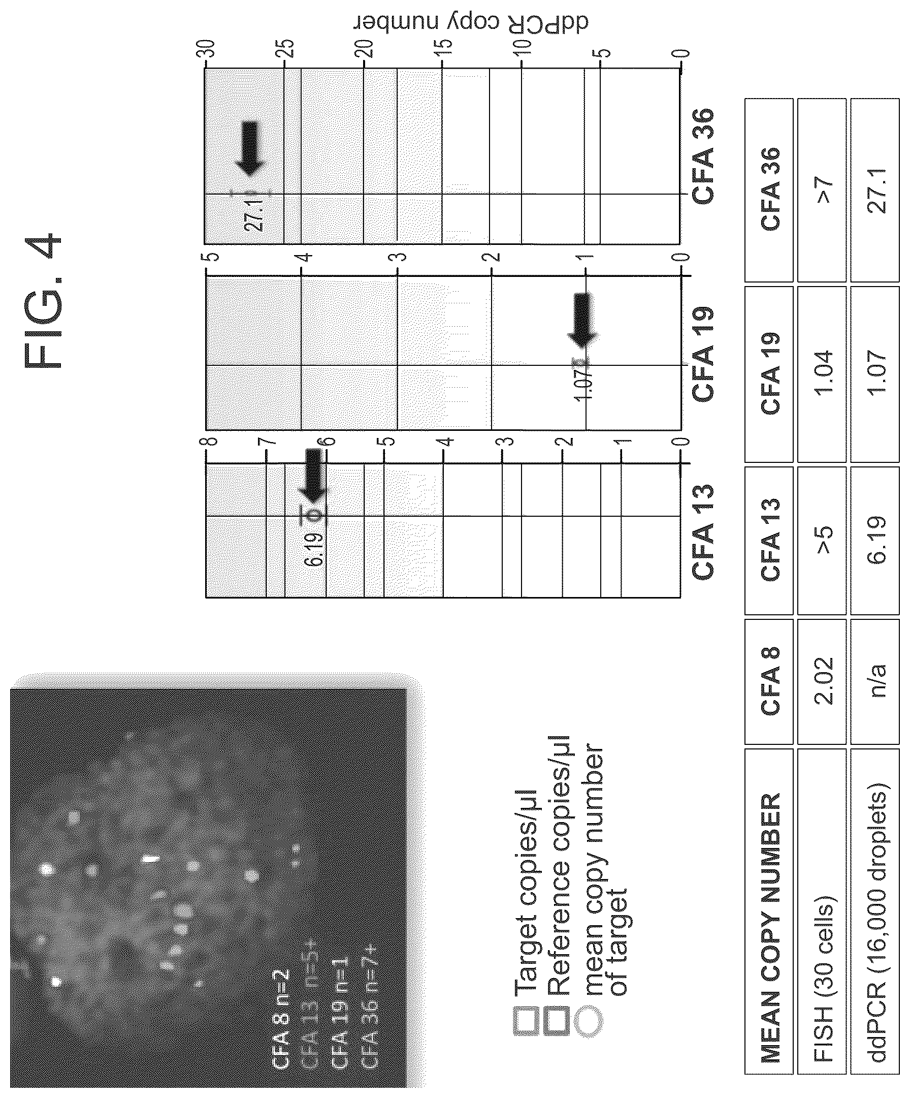 Patent US12297504 Figure 6 – Chromosomal assessment to diagnose urogenital malignancy in dogs