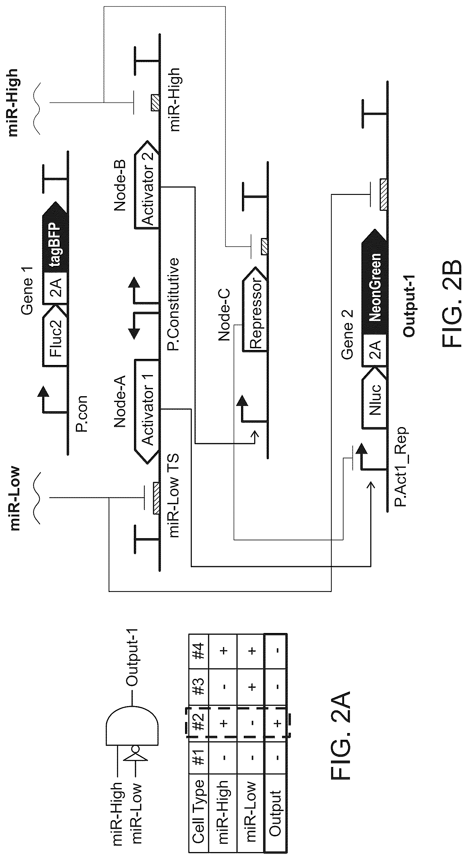 Patent US12297506 Figure 2 – High performance multi-input microRNA sensors and uses thereof