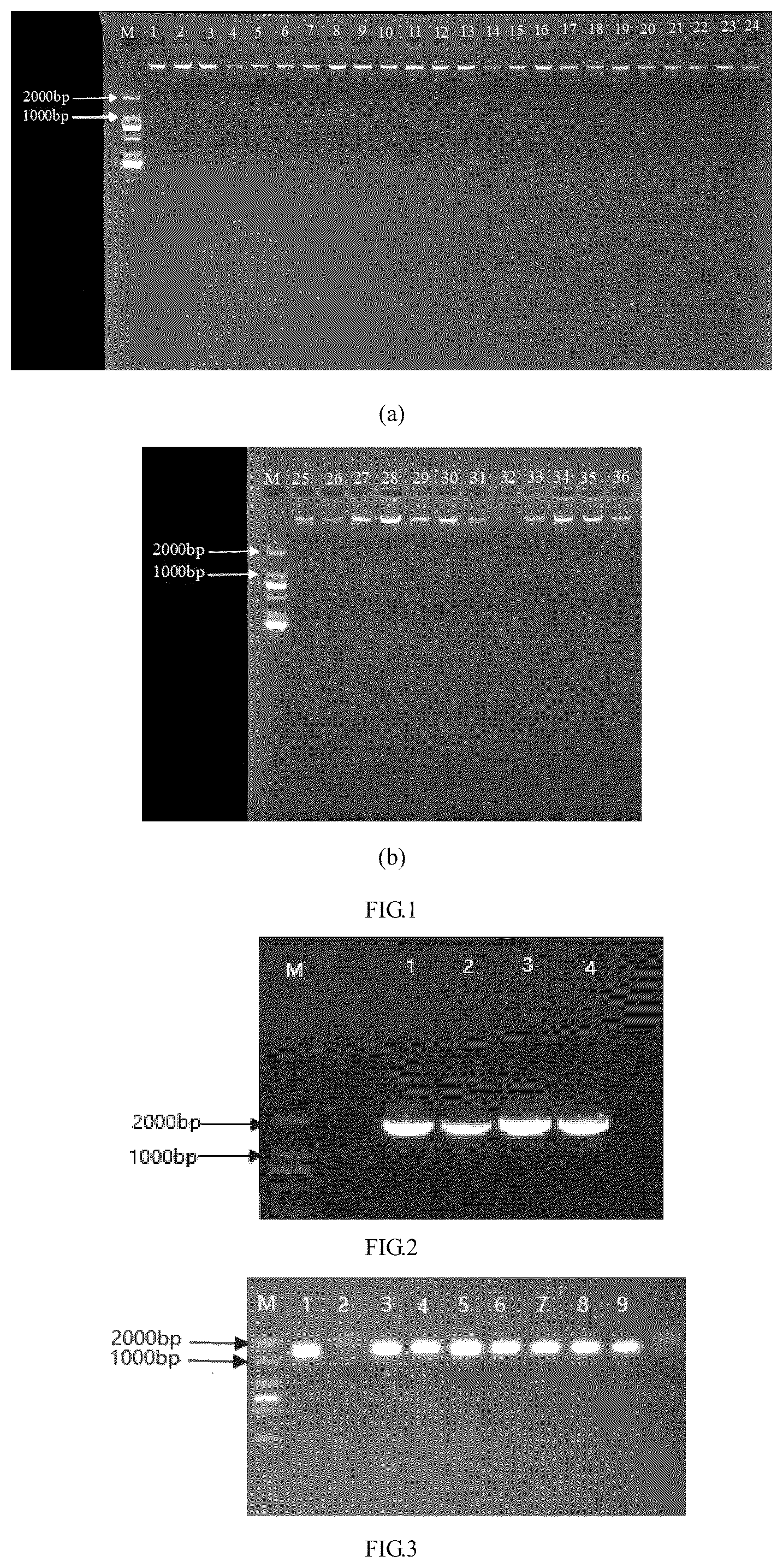 Patent US12297512 Figure 1 – DNA barcode for variety identification of wolfberry and identification method therefor