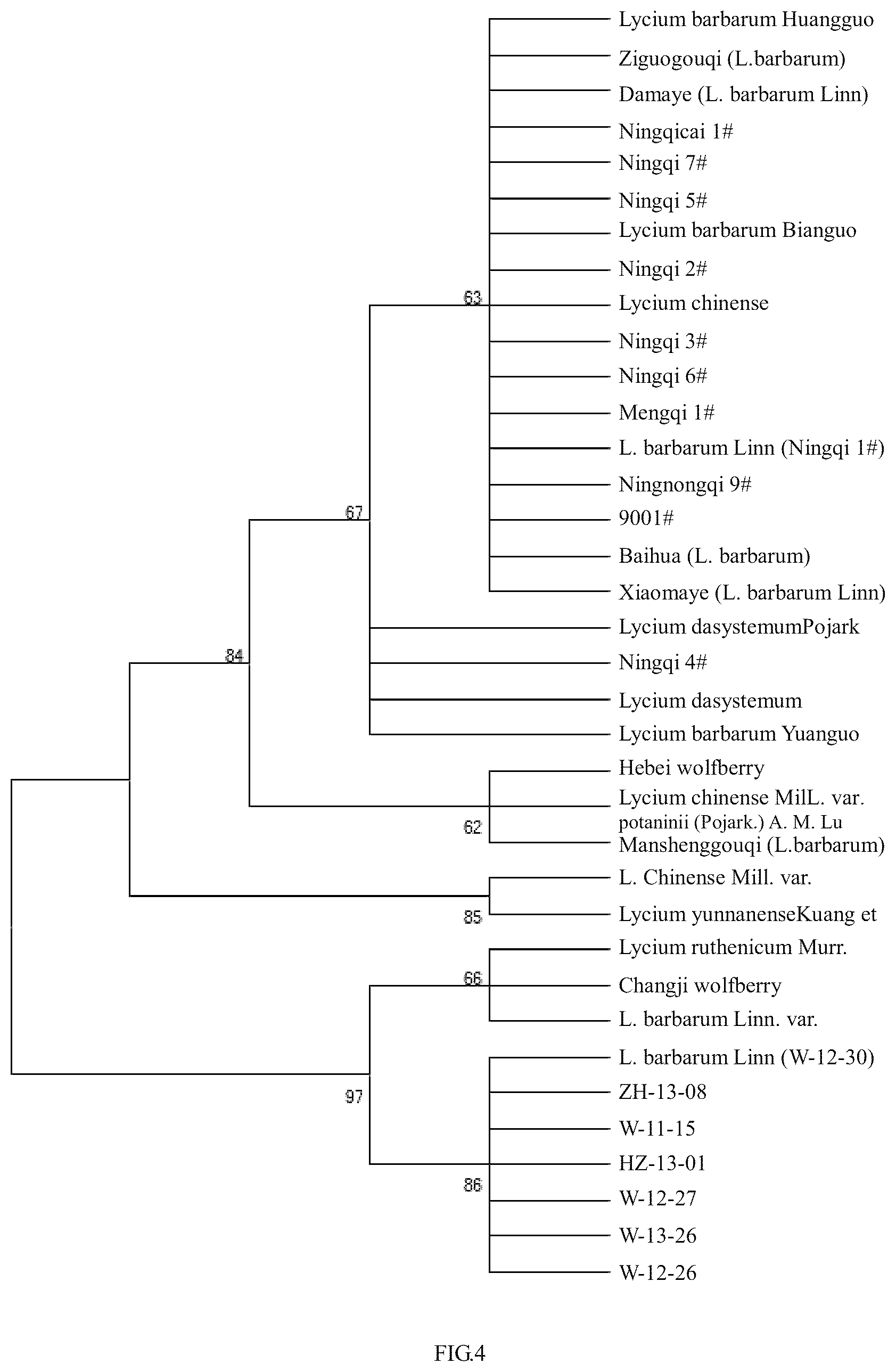 Patent US12297512 Figure 2 – DNA barcode for variety identification of wolfberry and identification method therefor