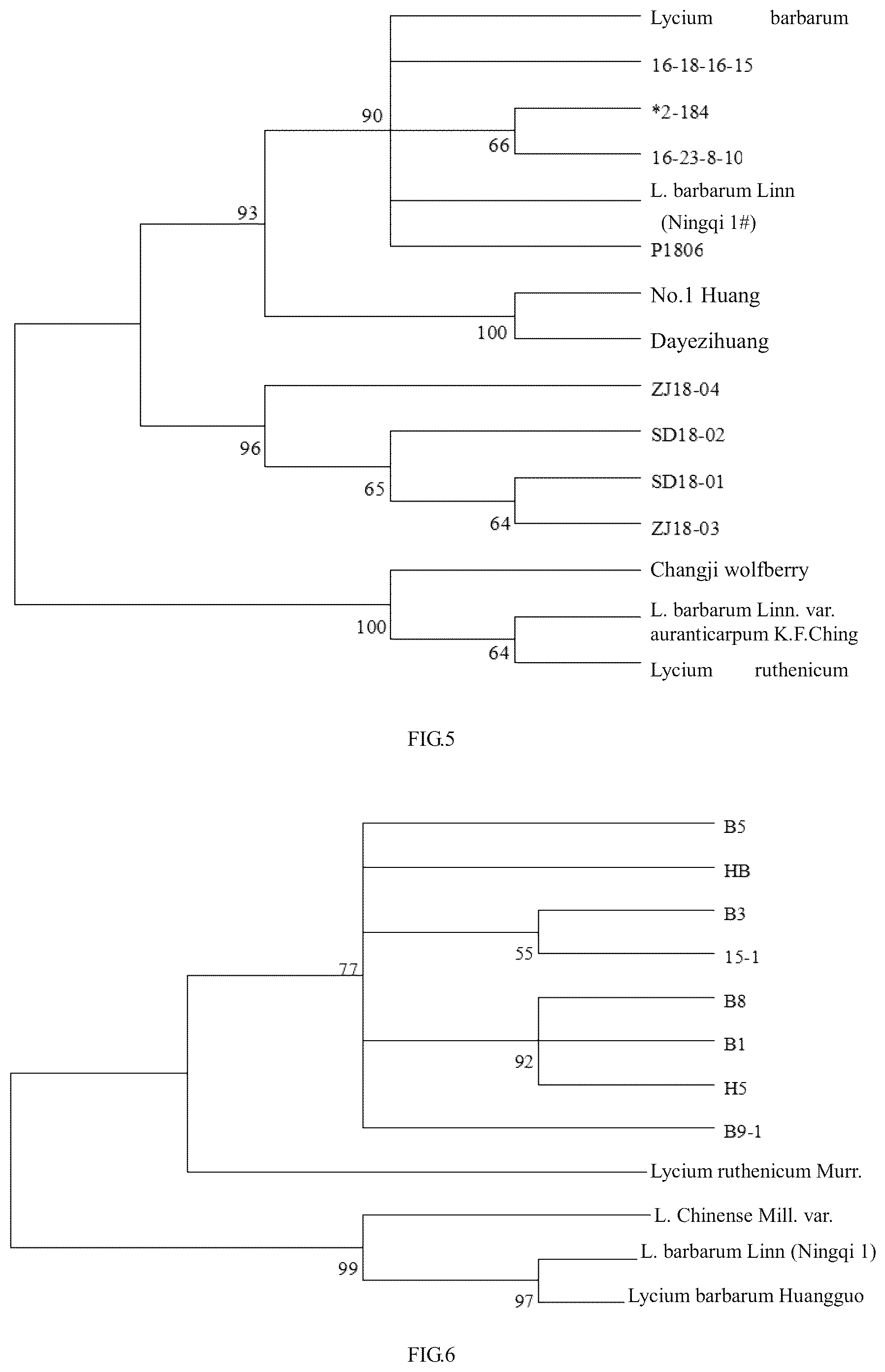 Patent US12297512 Figure 3 – DNA barcode for variety identification of wolfberry and identification method therefor