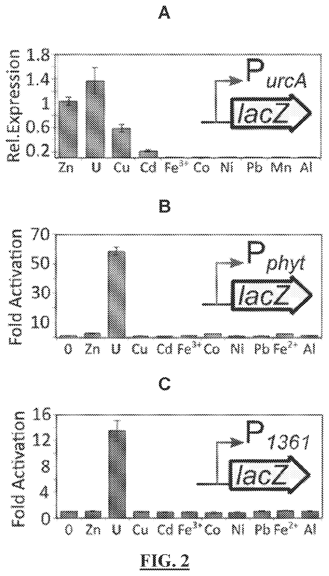 Patent US12297513 Figure 2 – Biosensors for detecting and/or neutralizing bioavailable uranium and related U-sensitive genetic molecular components, gene cassettes, vectors, genetic circuits, compositions, methods and systems