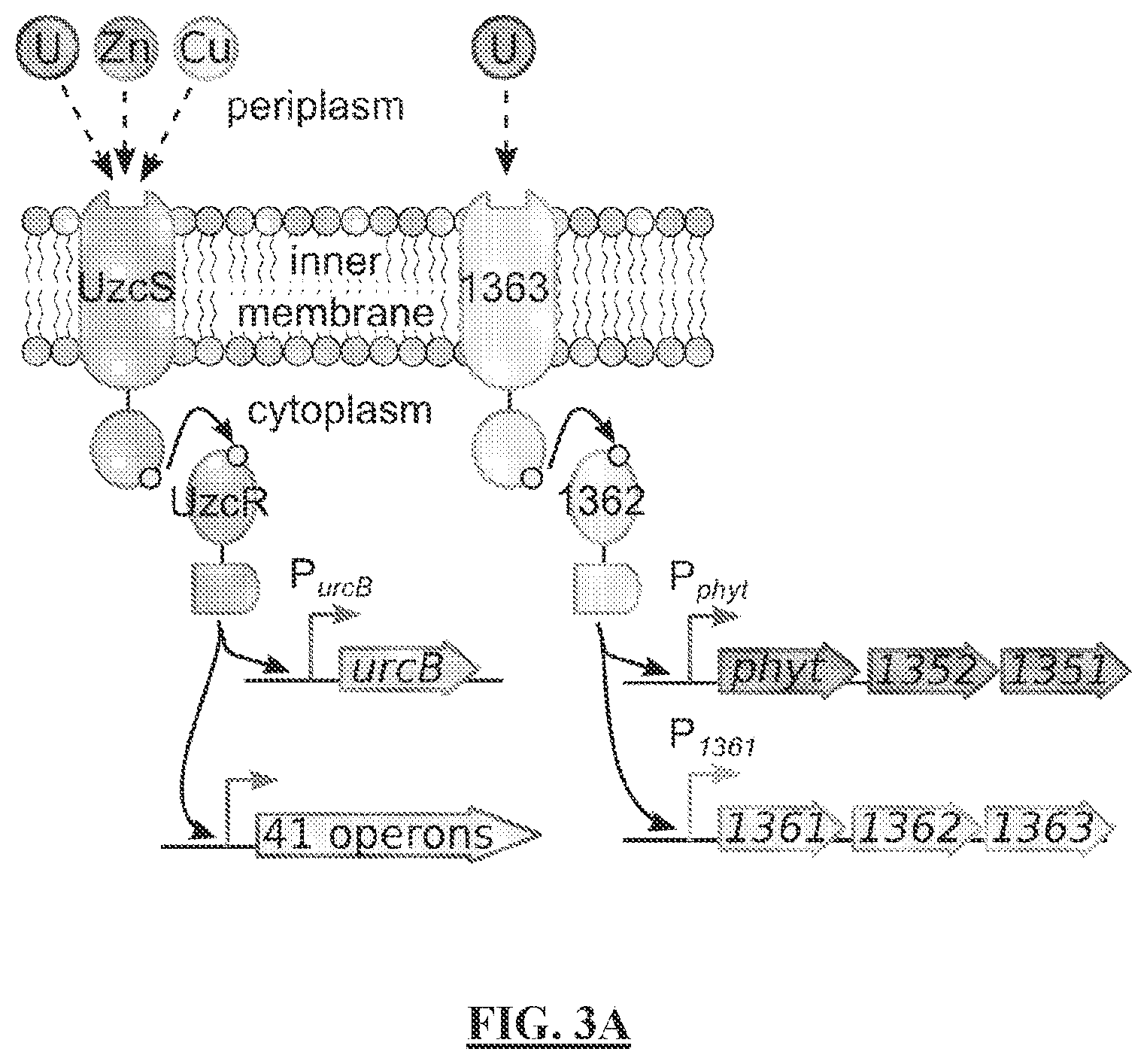 Patent US12297513 Figure 3 – Biosensors for detecting and/or neutralizing bioavailable uranium and related U-sensitive genetic molecular components, gene cassettes, vectors, genetic circuits, compositions, methods and systems