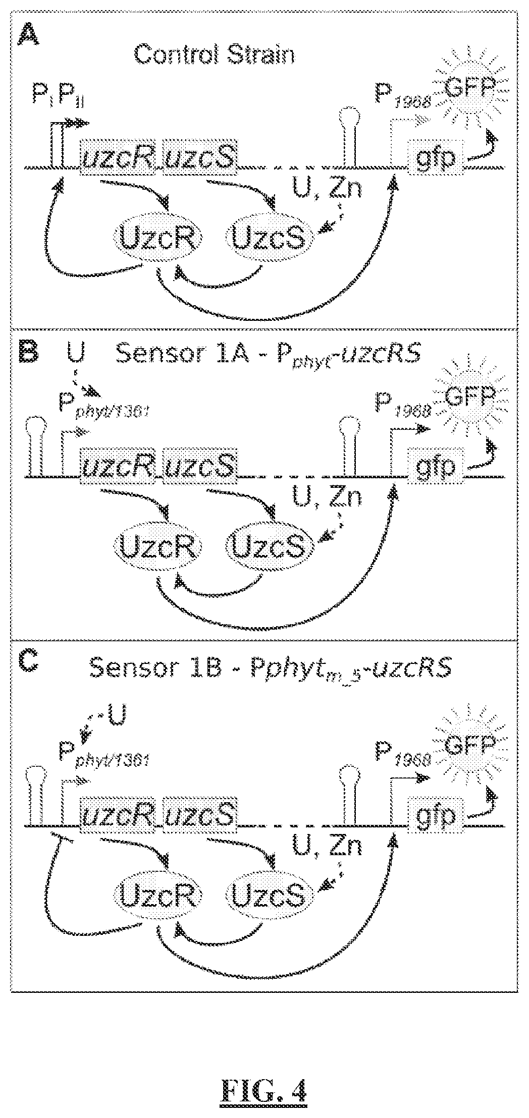 Patent US12297513 Figure 5 – Biosensors for detecting and/or neutralizing bioavailable uranium and related U-sensitive genetic molecular components, gene cassettes, vectors, genetic circuits, compositions, methods and systems