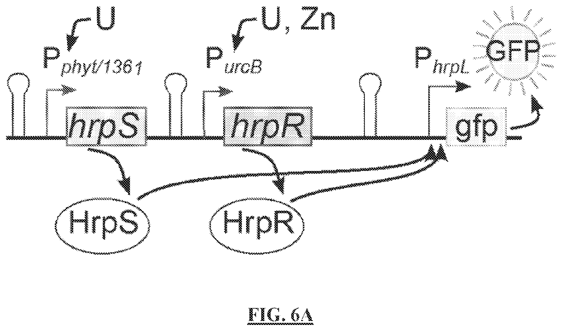 Patent US12297513 Figure 7 – Biosensors for detecting and/or neutralizing bioavailable uranium and related U-sensitive genetic molecular components, gene cassettes, vectors, genetic circuits, compositions, methods and systems