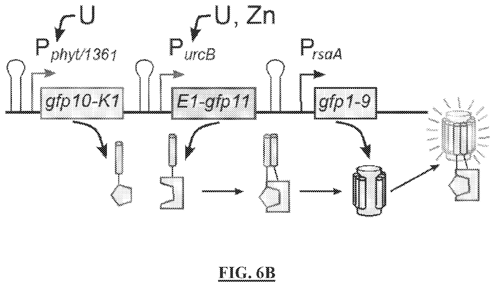 Patent US12297513 Figure 8 – Biosensors for detecting and/or neutralizing bioavailable uranium and related U-sensitive genetic molecular components, gene cassettes, vectors, genetic circuits, compositions, methods and systems