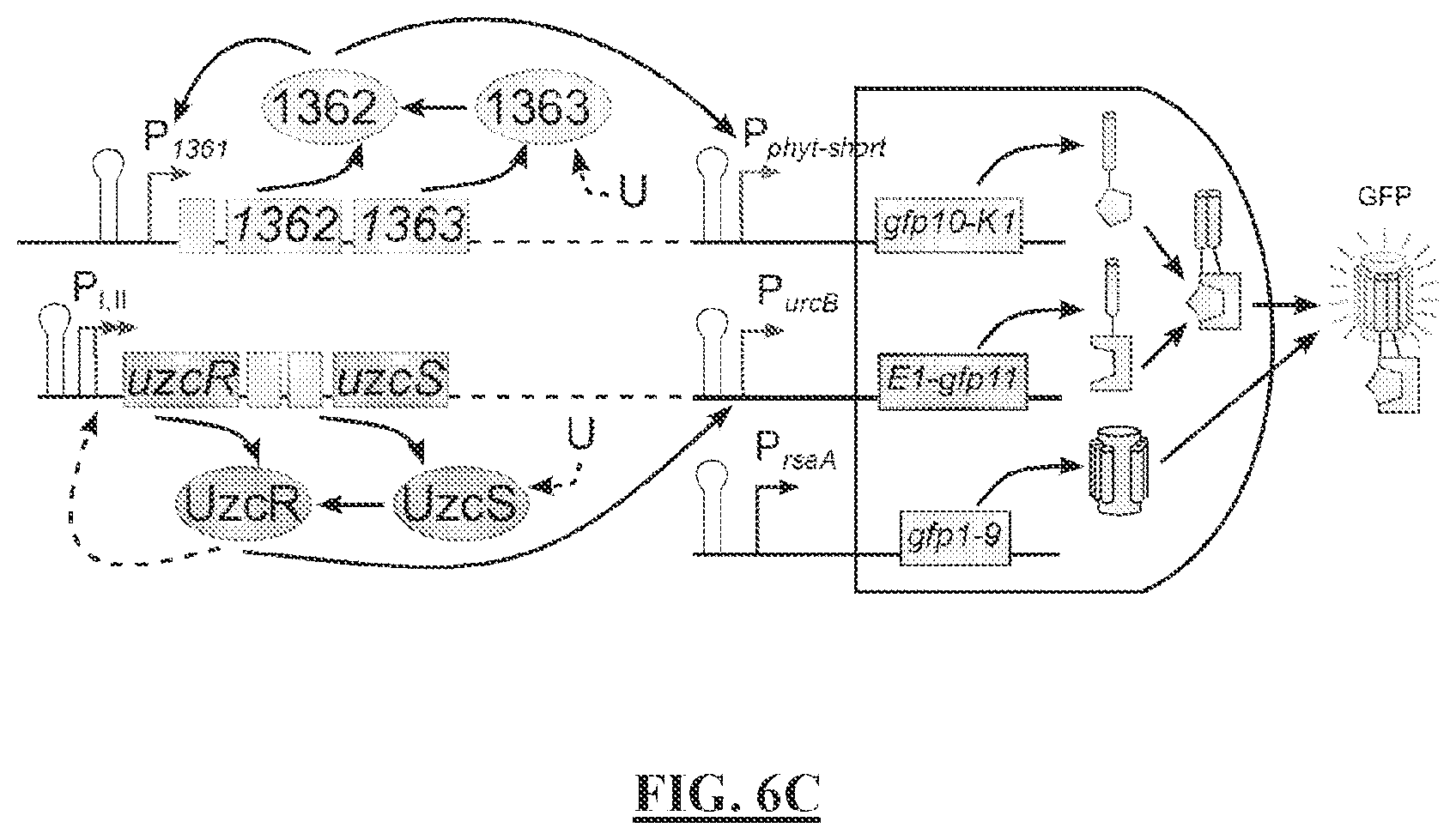Patent US12297513 Figure 9 – Biosensors for detecting and/or neutralizing bioavailable uranium and related U-sensitive genetic molecular components, gene cassettes, vectors, genetic circuits, compositions, methods and systems