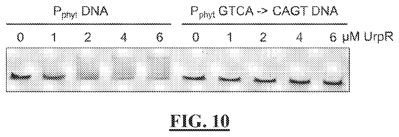 Patent US12297513 Figure 14 – Biosensors for detecting and/or neutralizing bioavailable uranium and related U-sensitive genetic molecular components, gene cassettes, vectors, genetic circuits, compositions, methods and systems