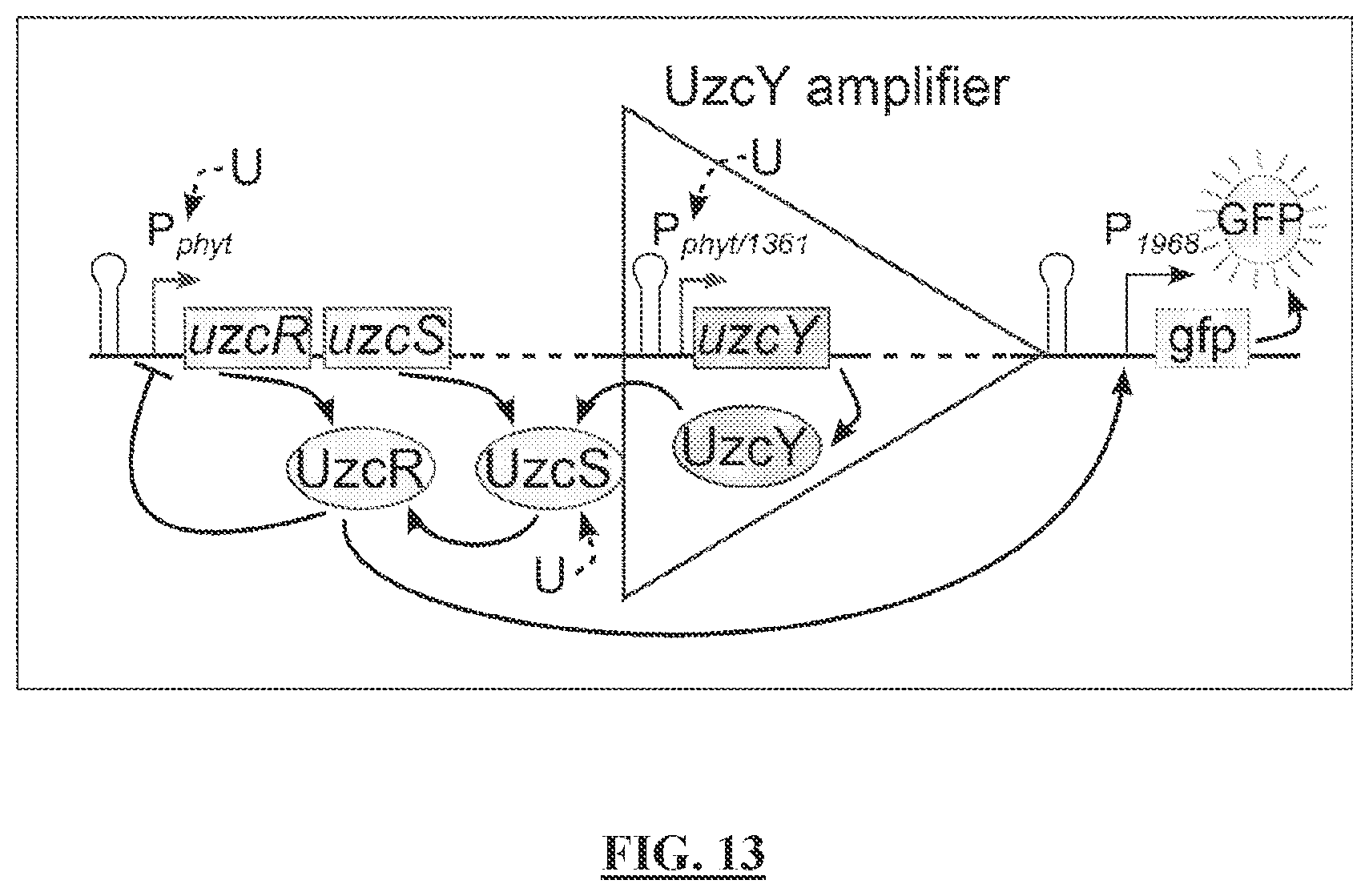 Patent US12297513 Figure 17 – Biosensors for detecting and/or neutralizing bioavailable uranium and related U-sensitive genetic molecular components, gene cassettes, vectors, genetic circuits, compositions, methods and systems